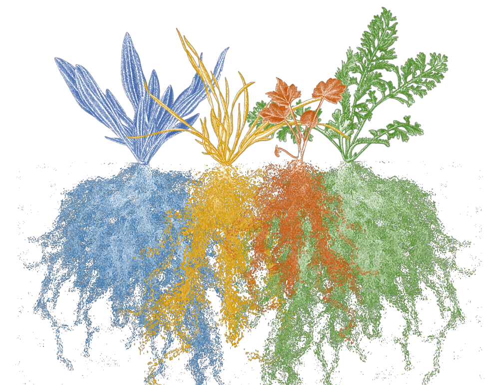 Unravelling nature's complex tapestry: plant community stability and soil microbial networks