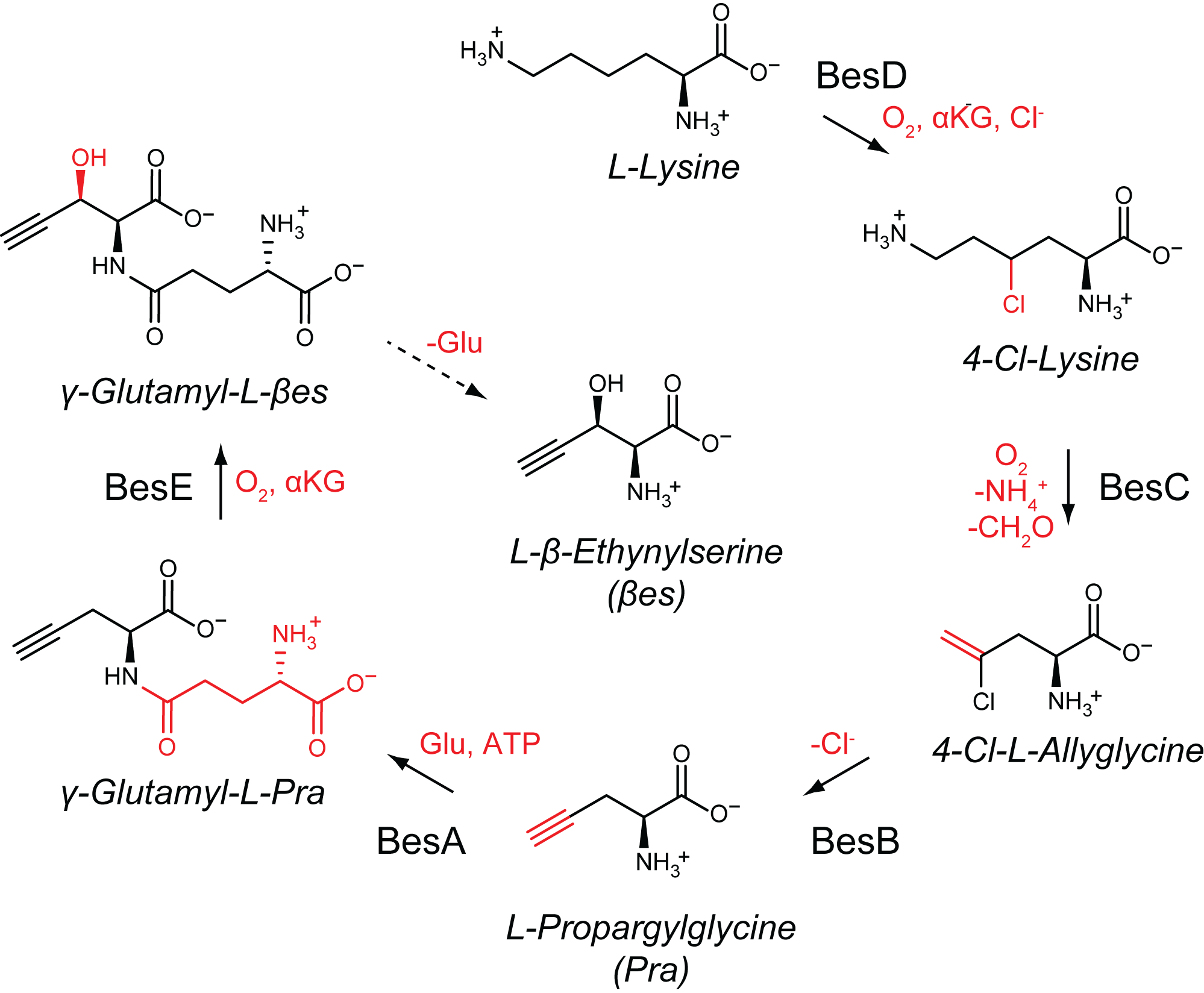 Biosynthesis of halogenated, alkene, and alkyne amino acids 