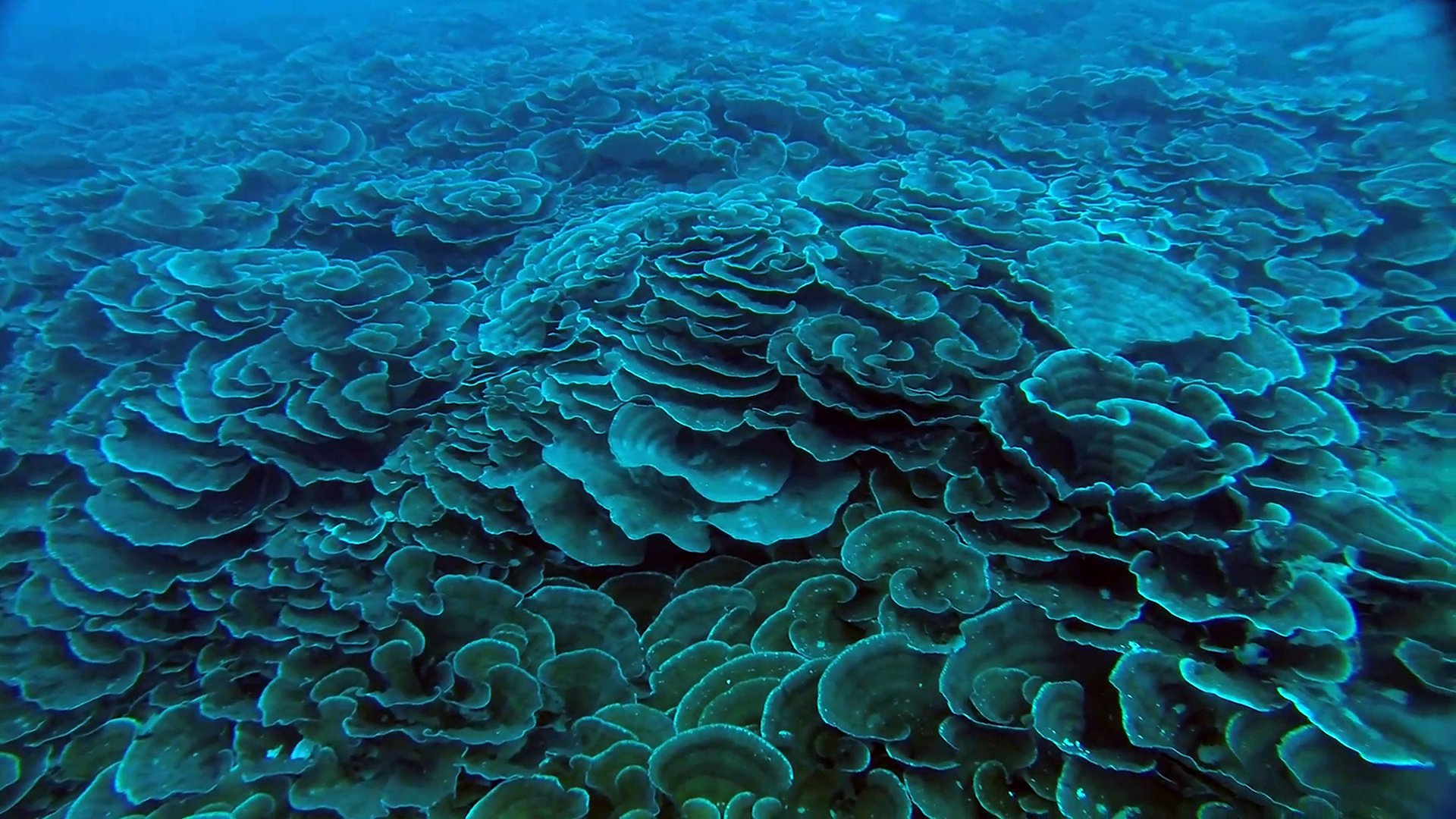 Internal-wave cooling – hope for coral reefs