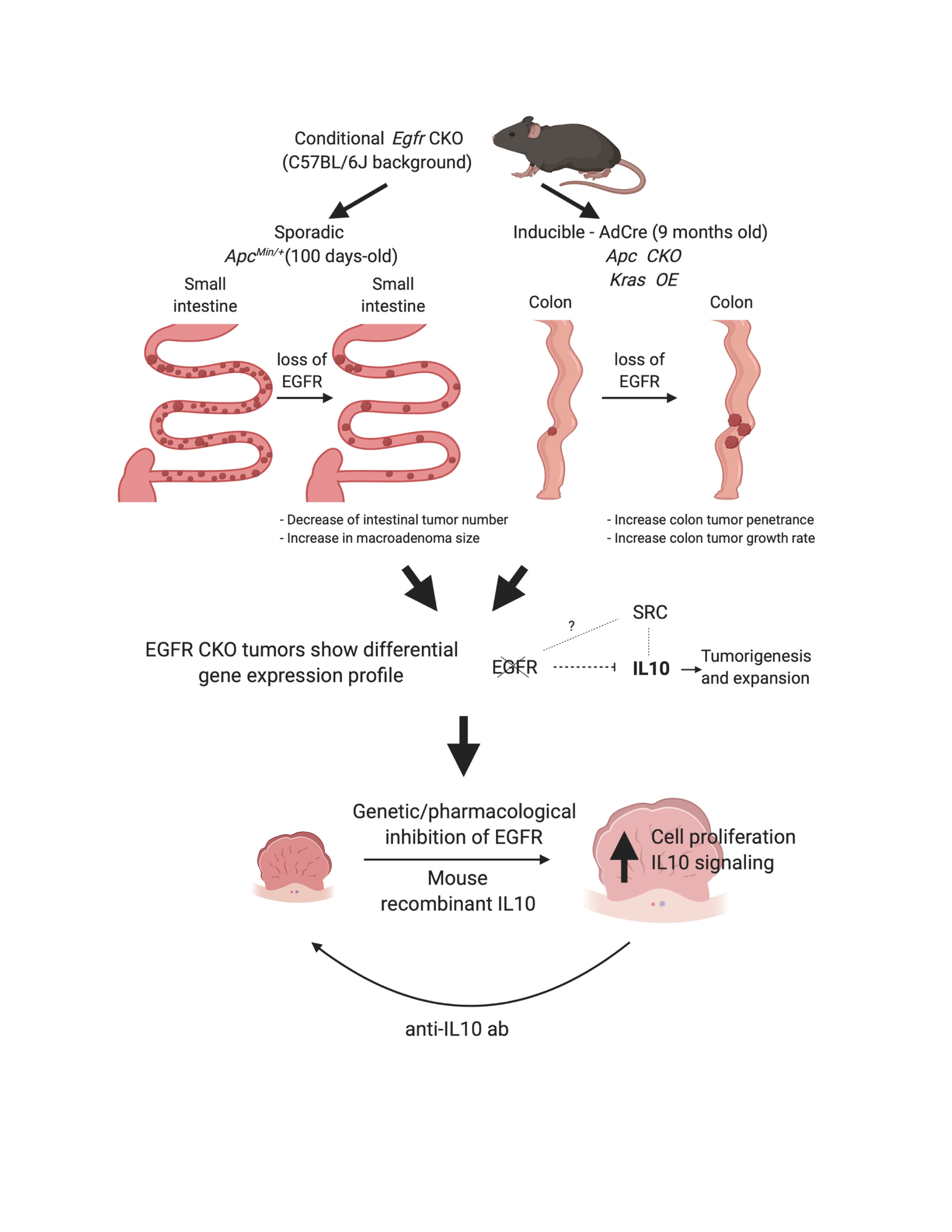 Constitutionally EGFR-independent colorectal cancers have accelerated growth rates through IL10-mediated anergy