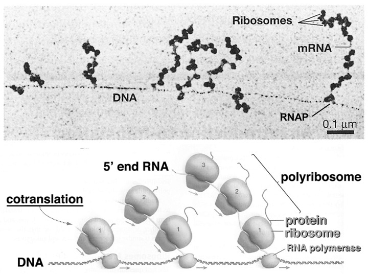 The coordination between RNA polymerase and ribosome in bacteria