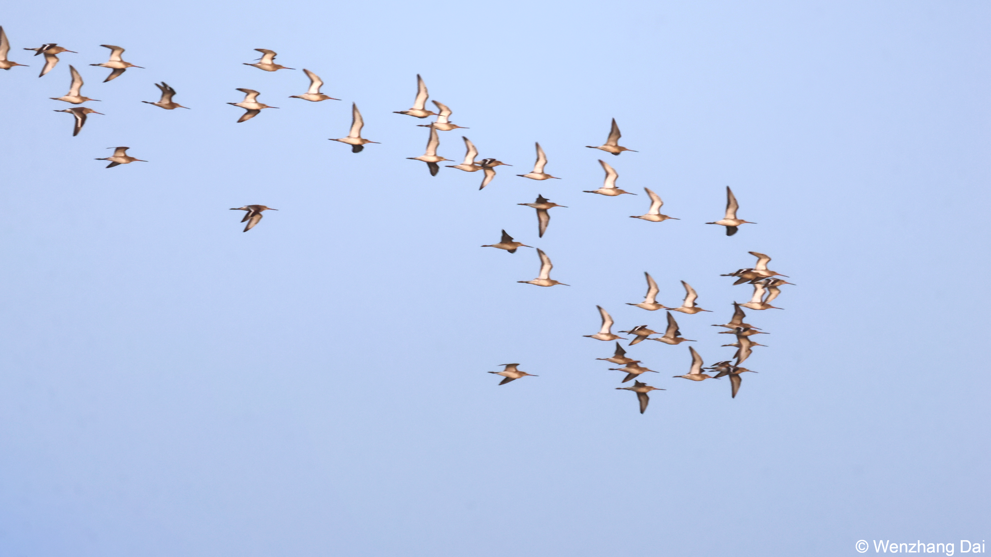Macro-scale relationship between body mass and timing of bird migration 