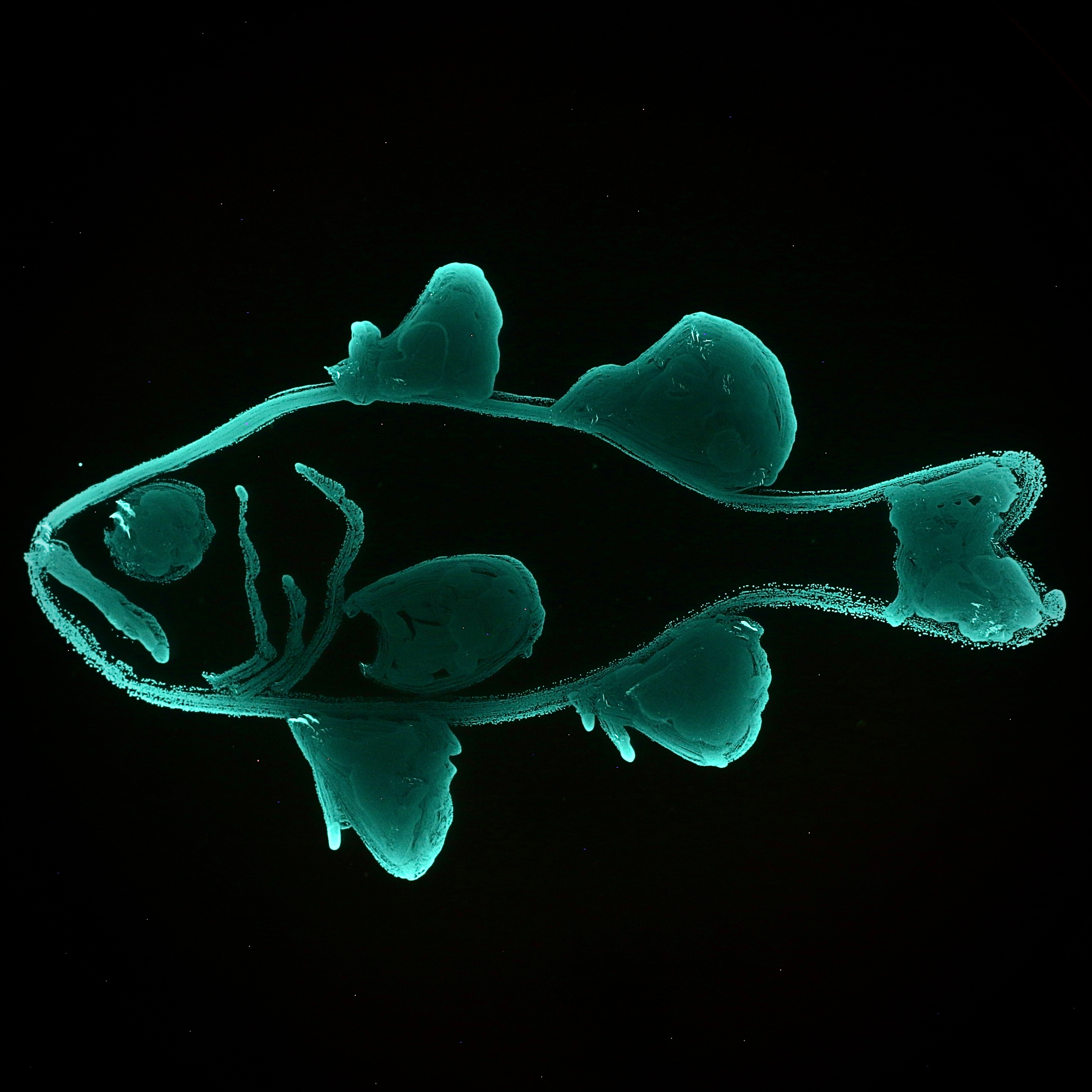 A Fish with a Glowing Fingerprint