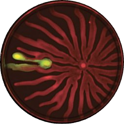 Go to the profile of Joao Xavier