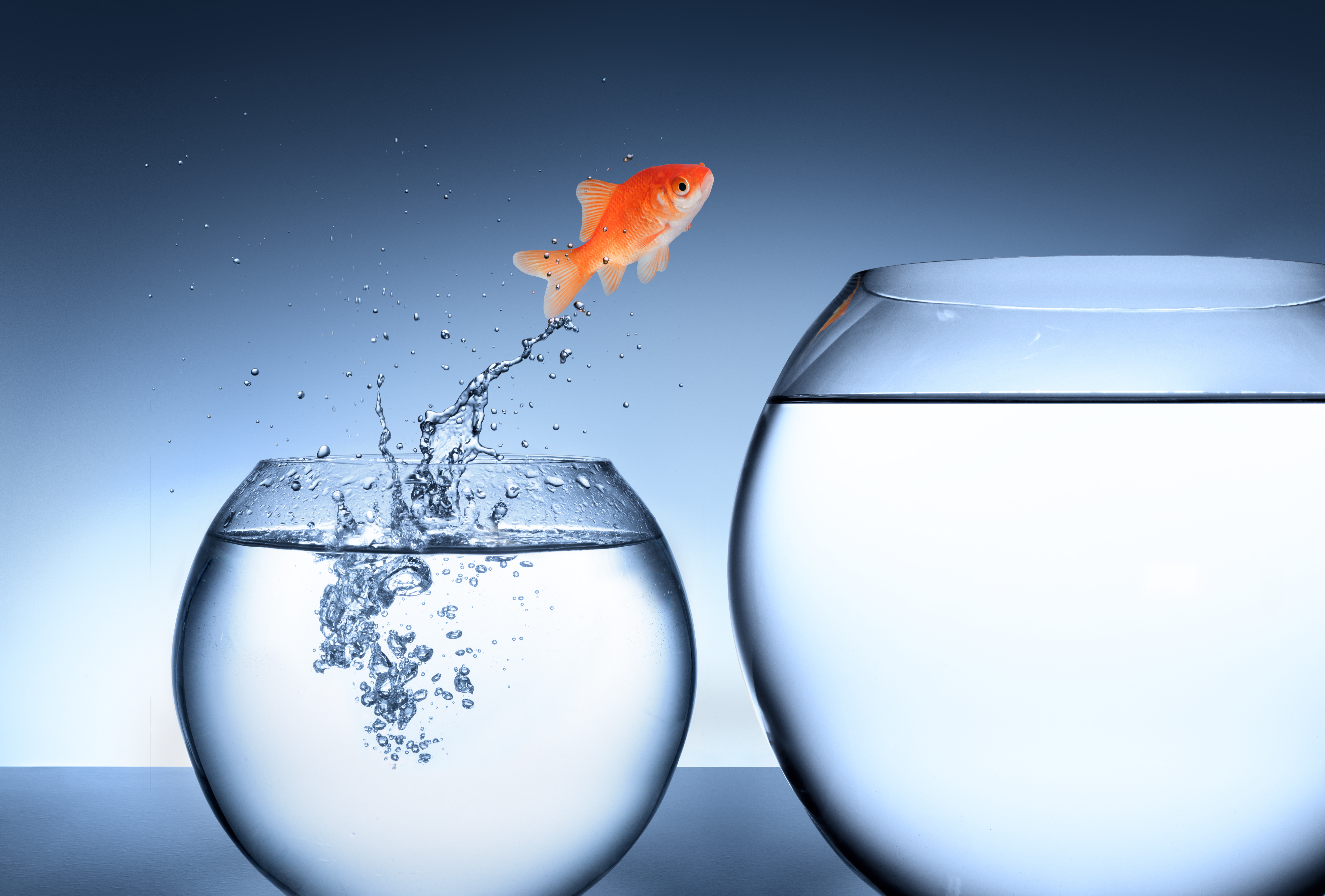 The joy of transcending disciplines