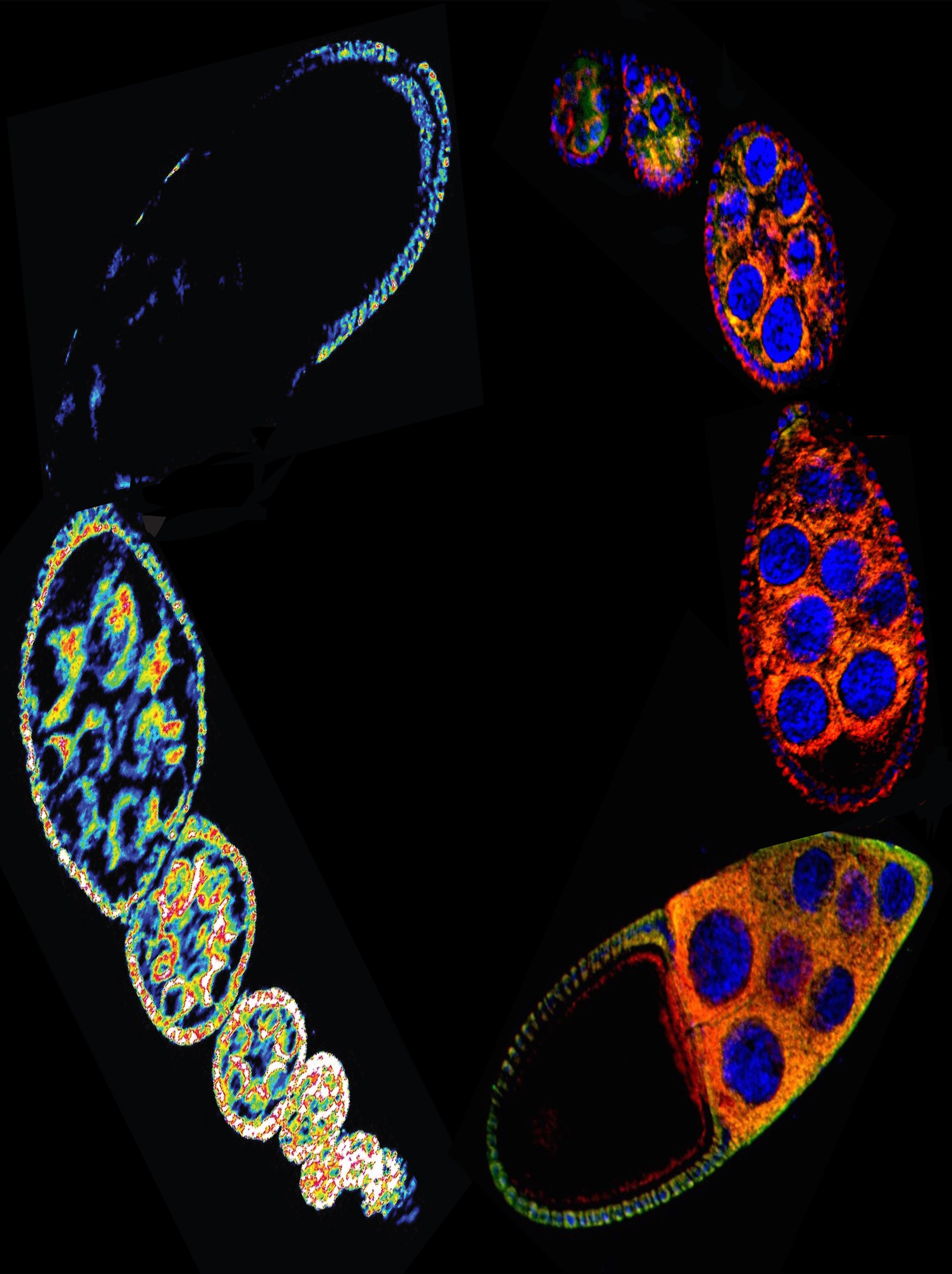Redox Metabolites function as heritable factors that drive the reprogramming of progeny physiology