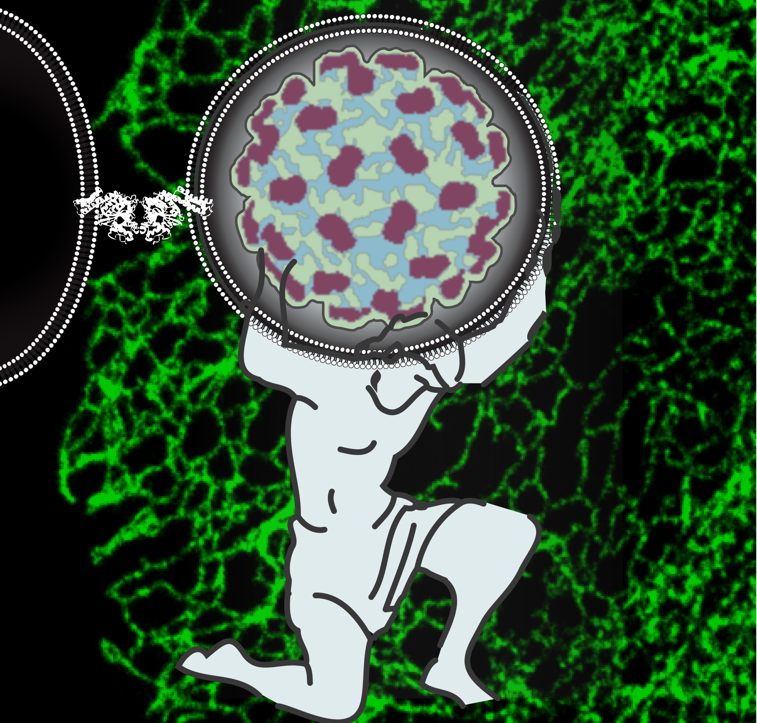 Atlastins: shouldering flavivirus infection