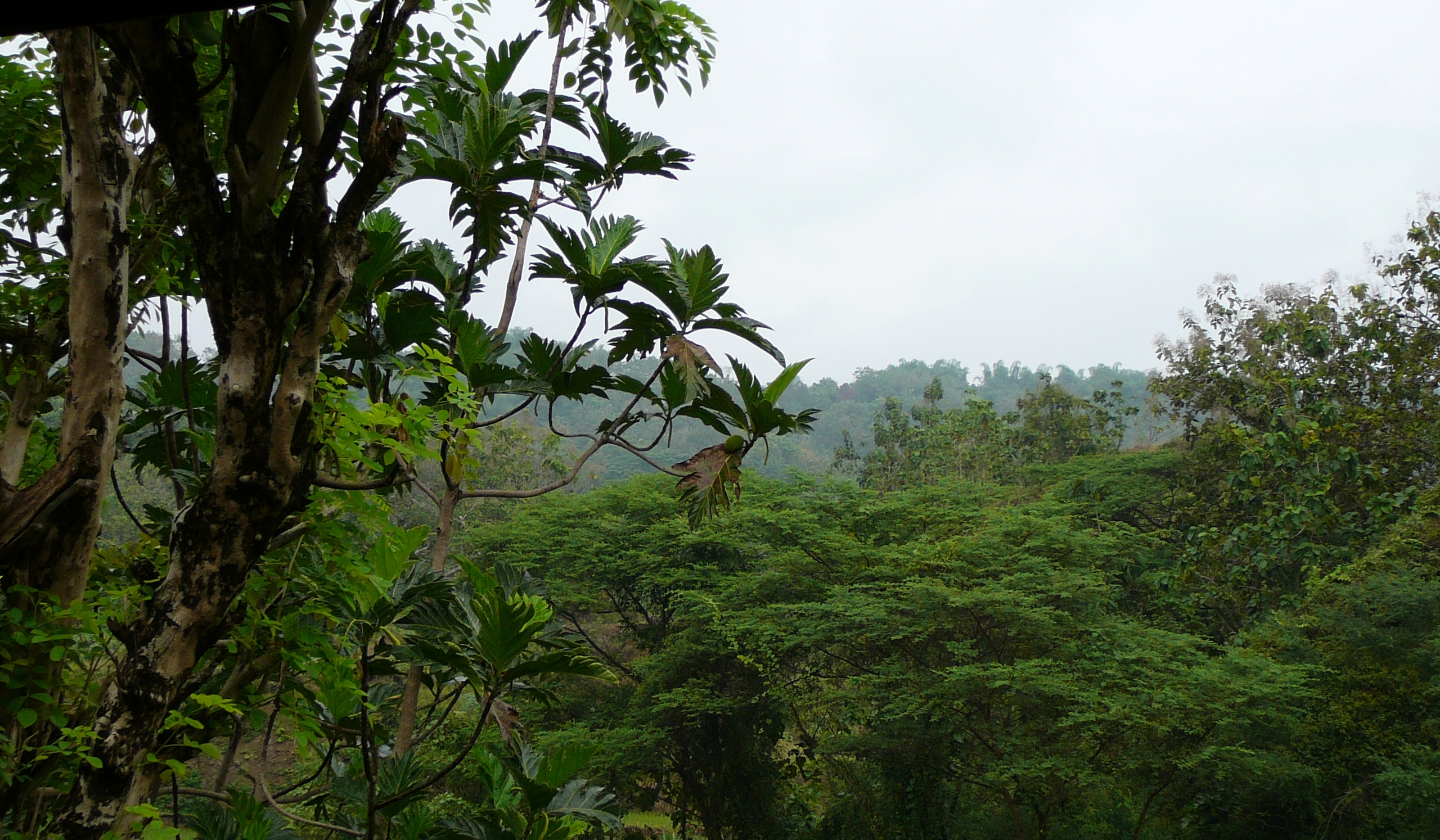 Reassessing the Early to Middle Pleistocene hominid diversity in Java
