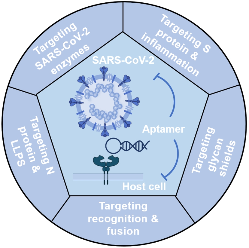 The Story Behind "Aptamer Nanotechnology Bolsters COVID-19 Therapeutic Strategies"