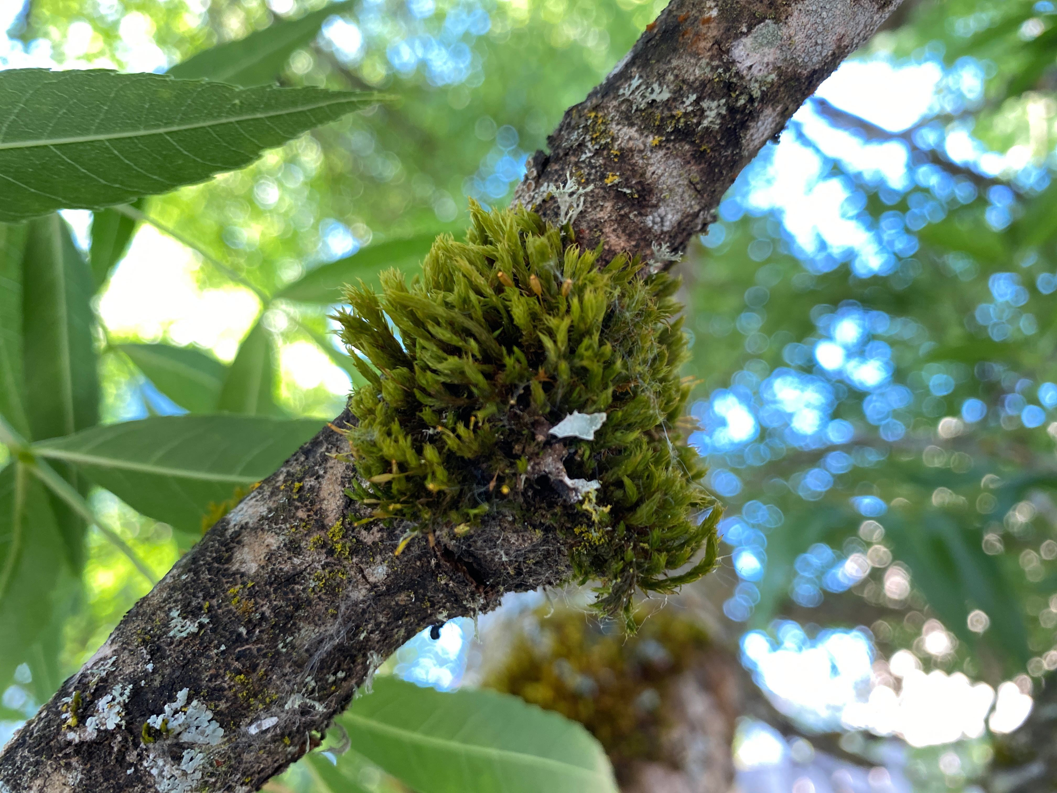 What Moss Taught Us About Air Quality Near Oregon Airports