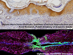 Call for papers: Regeneration: Wound healing, reprogramming, and tissue engineering