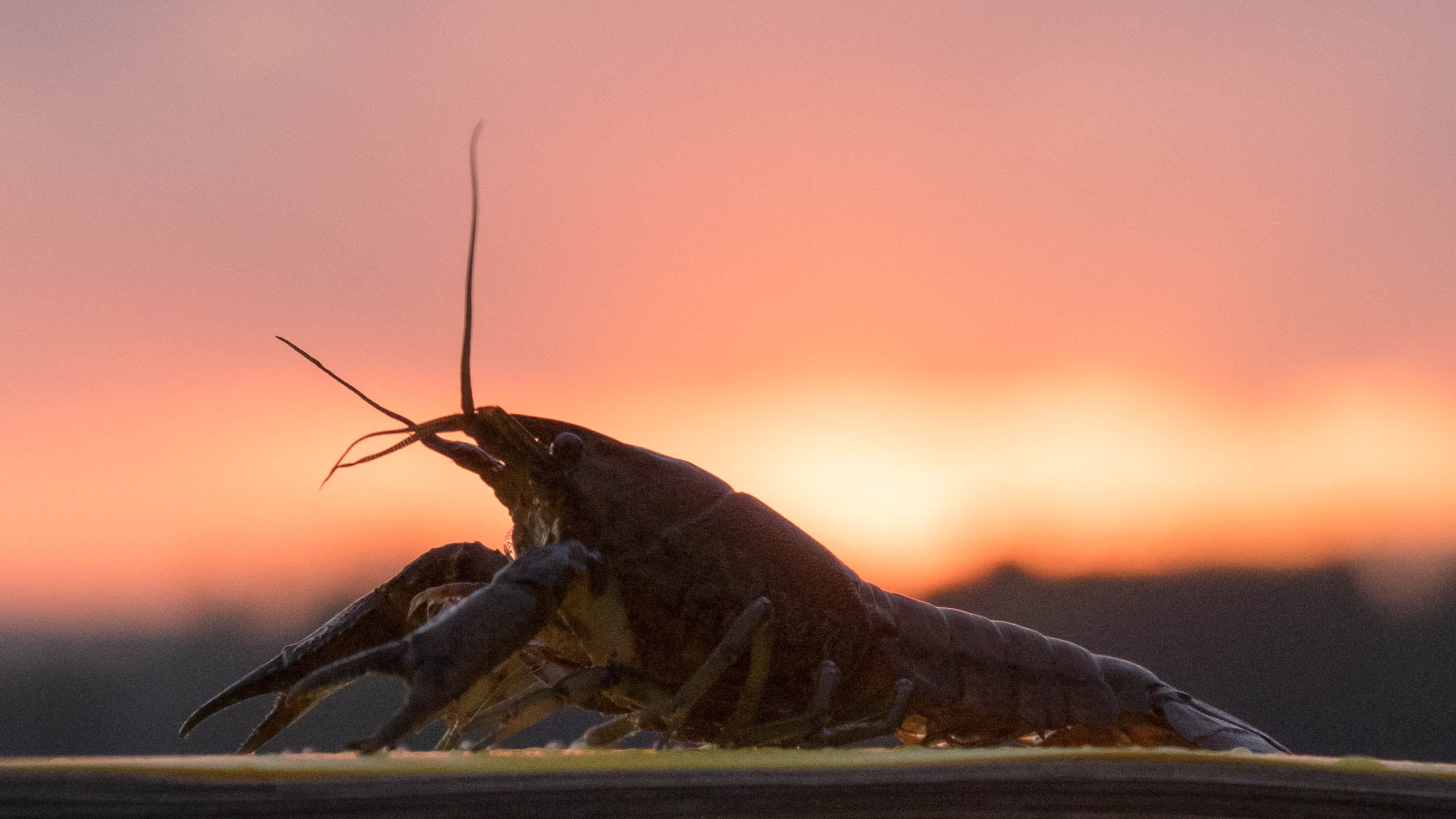 Population growth and utilization of clonal marbled crayfish