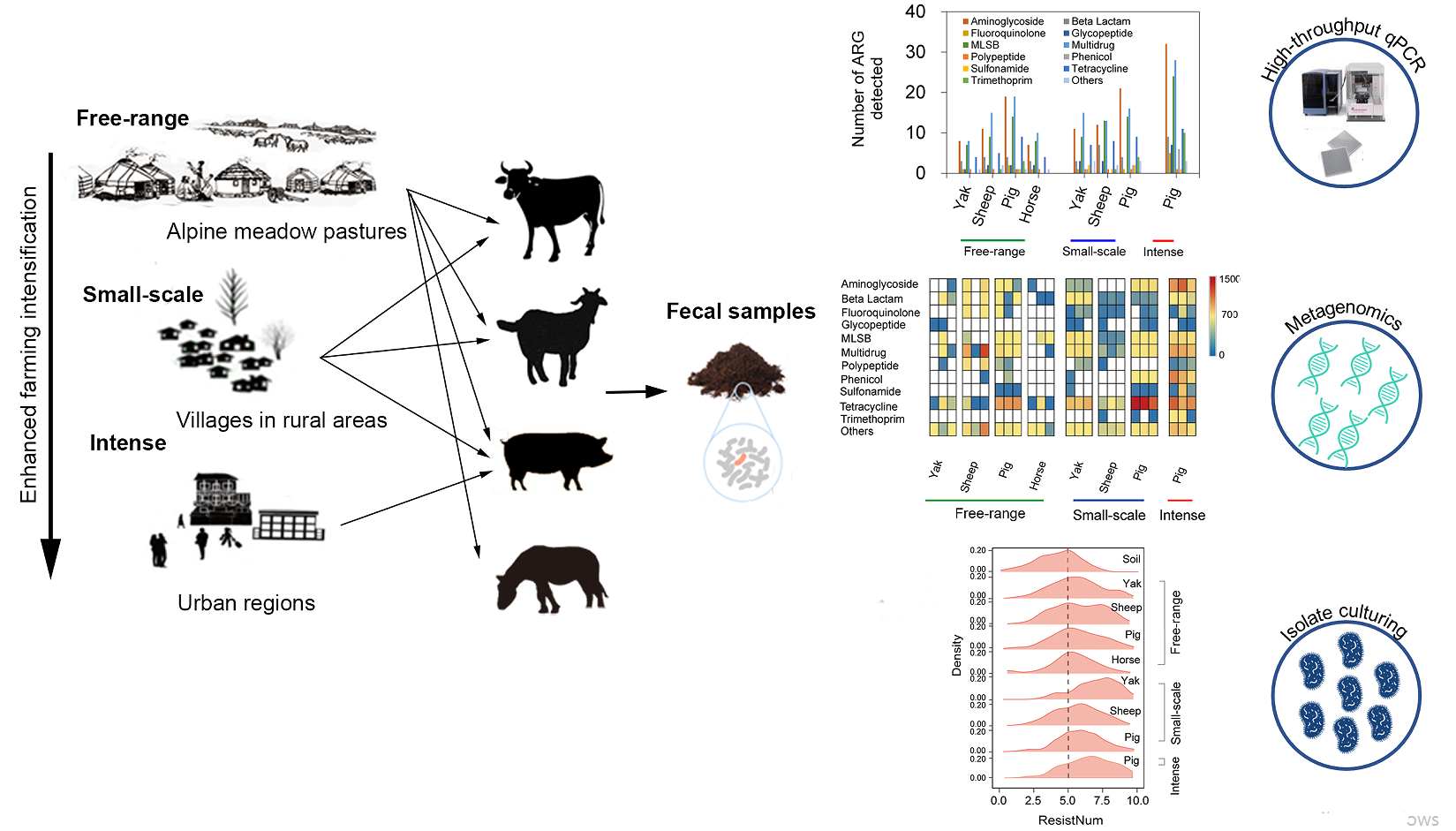 Intensified livestock farming increases antibiotic resistance genotypes and phenotypes in animal feces