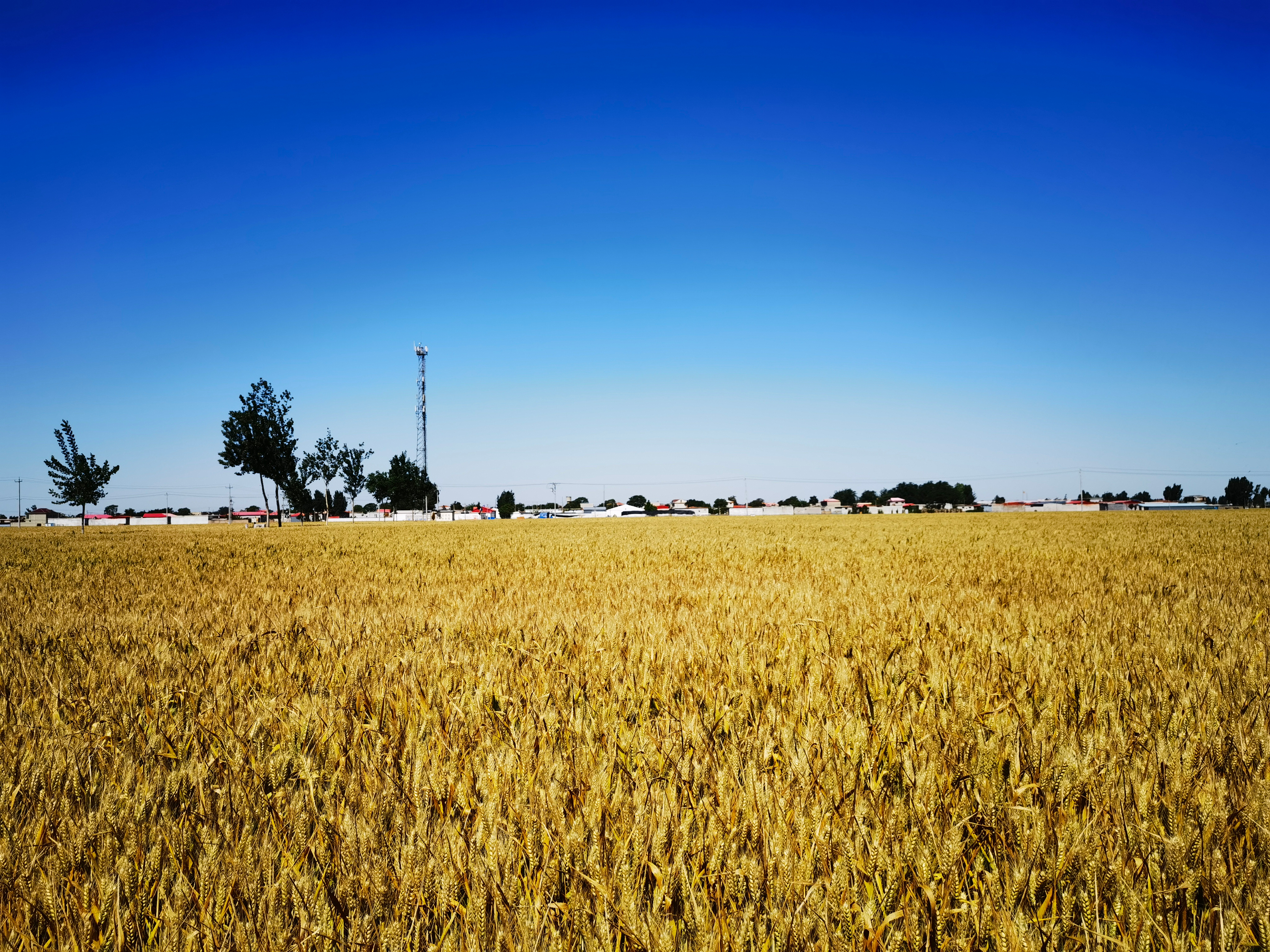Climate Change May Outpace Wheat Breeding Progress in North America