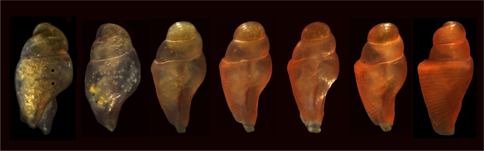 Coordinated adaptations define the ontogenetic shift from worm- to fish-hunting in a venomous cone snail