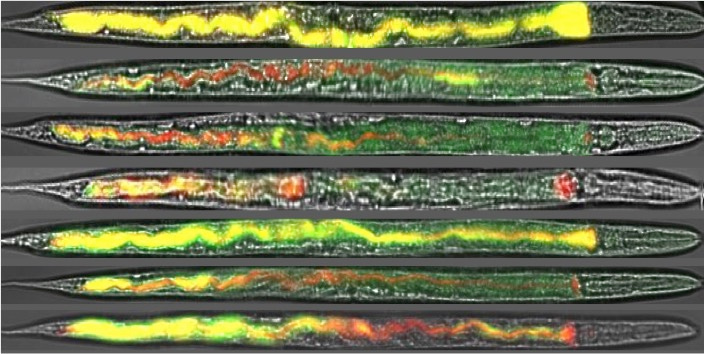 Imaging bacterial social interactions in the C. elegans gut