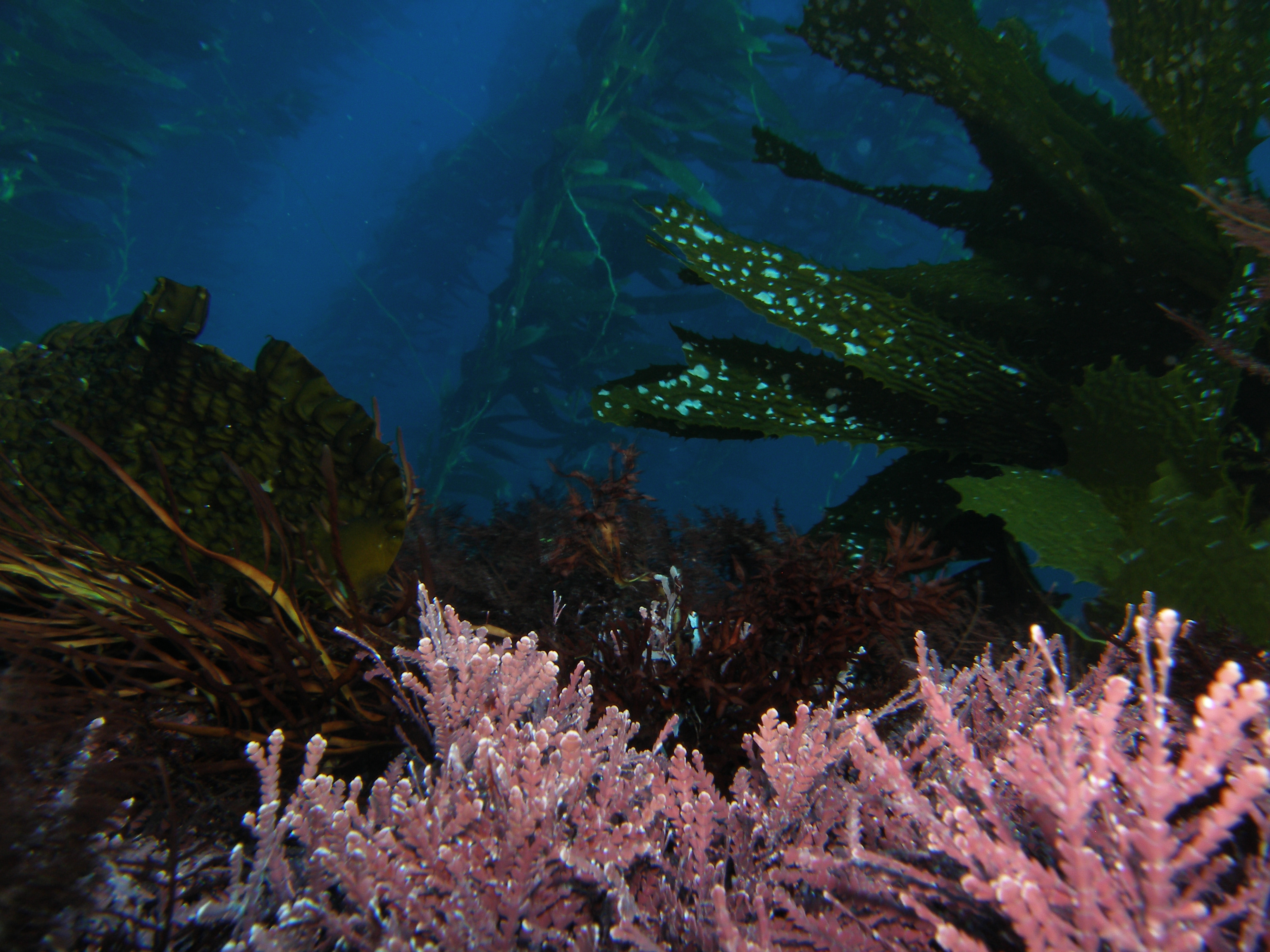 Under the canopy of giant kelp: how do understory communities respond to repeated marine heatwaves?