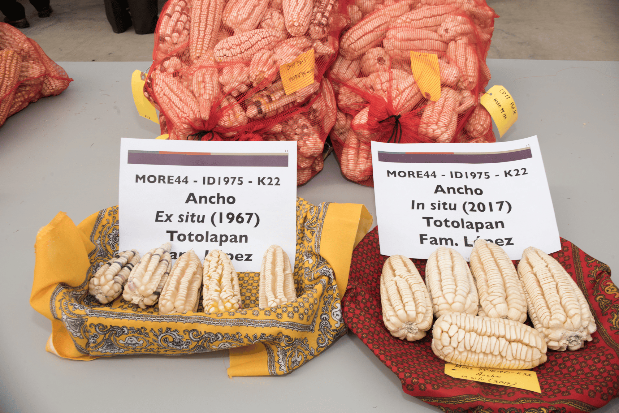 Farmers conserve unique genetic traits of maize landraces after 50 years