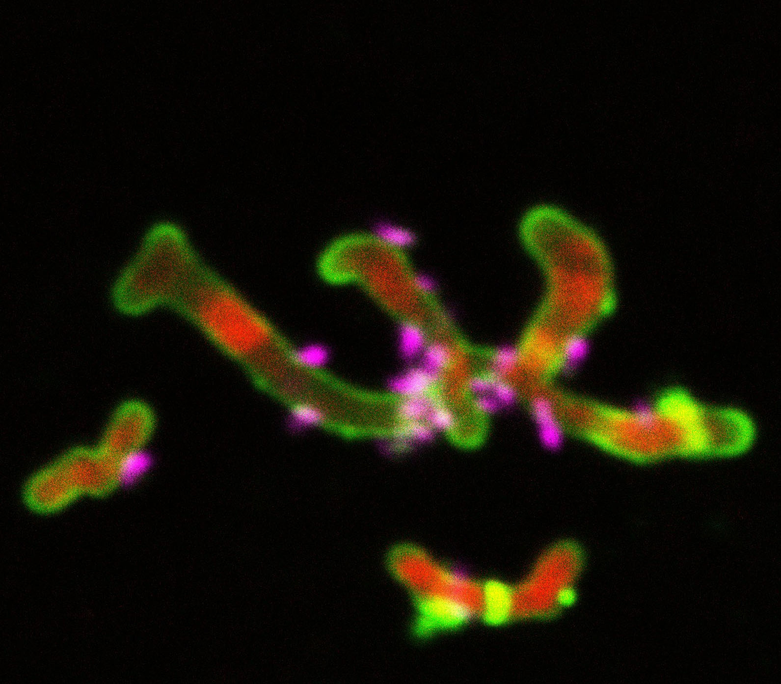 Symbiosis is usually a matter of degrees, not absolutes! 
