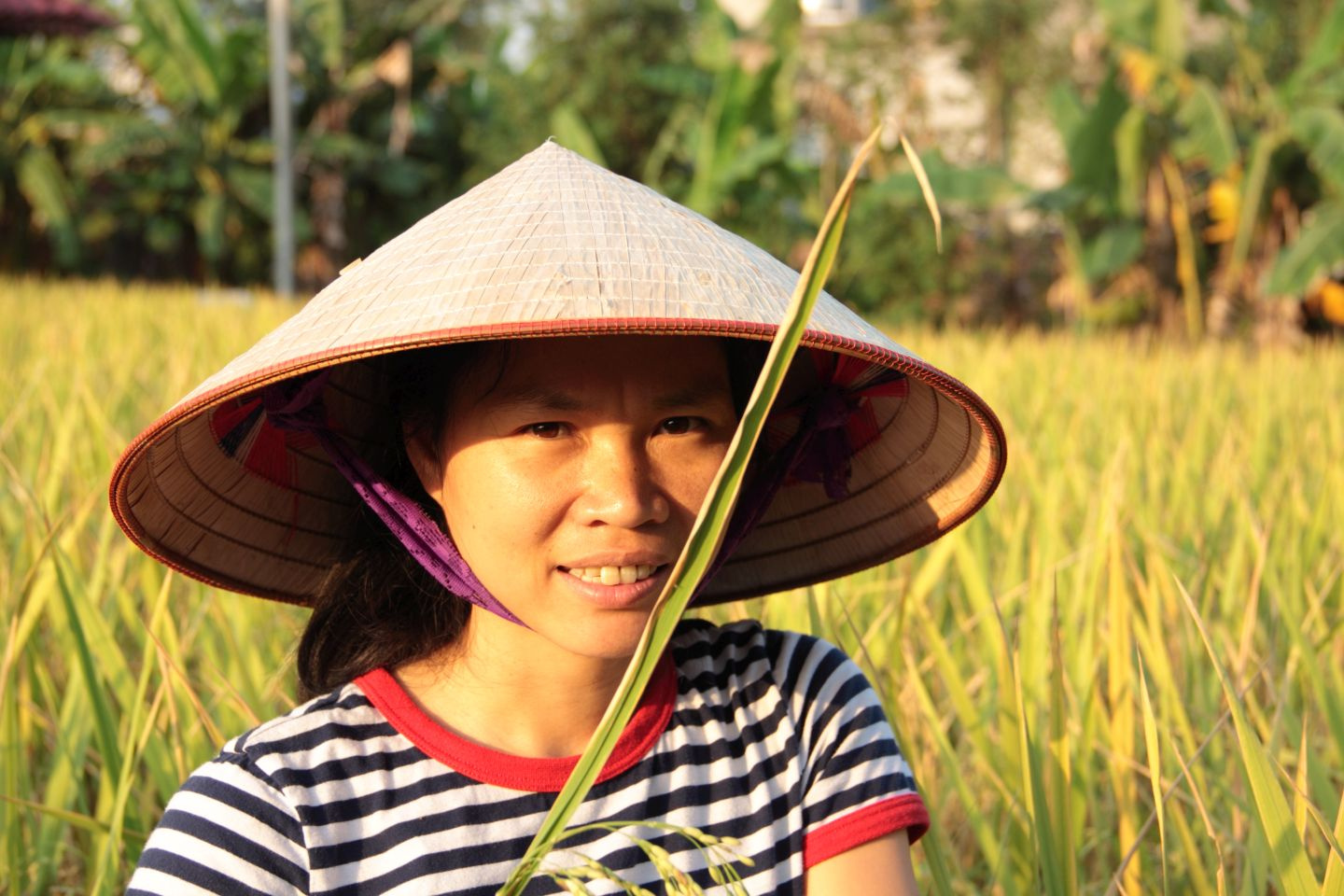 SWEET Solution to a Pressing Problem: Bacterial Blight  of Rice