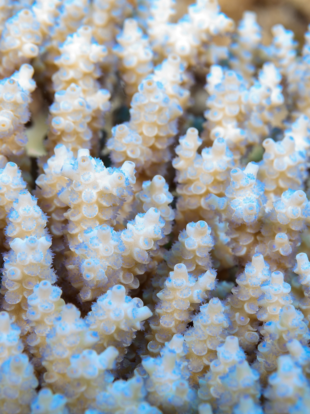 Life and death of the Great Barrier Reef