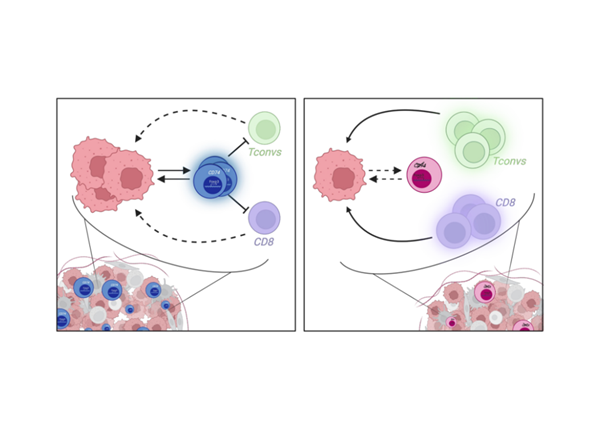 Why would tumor-associated Tregs  overexpress the MHC-II invariant chain ?