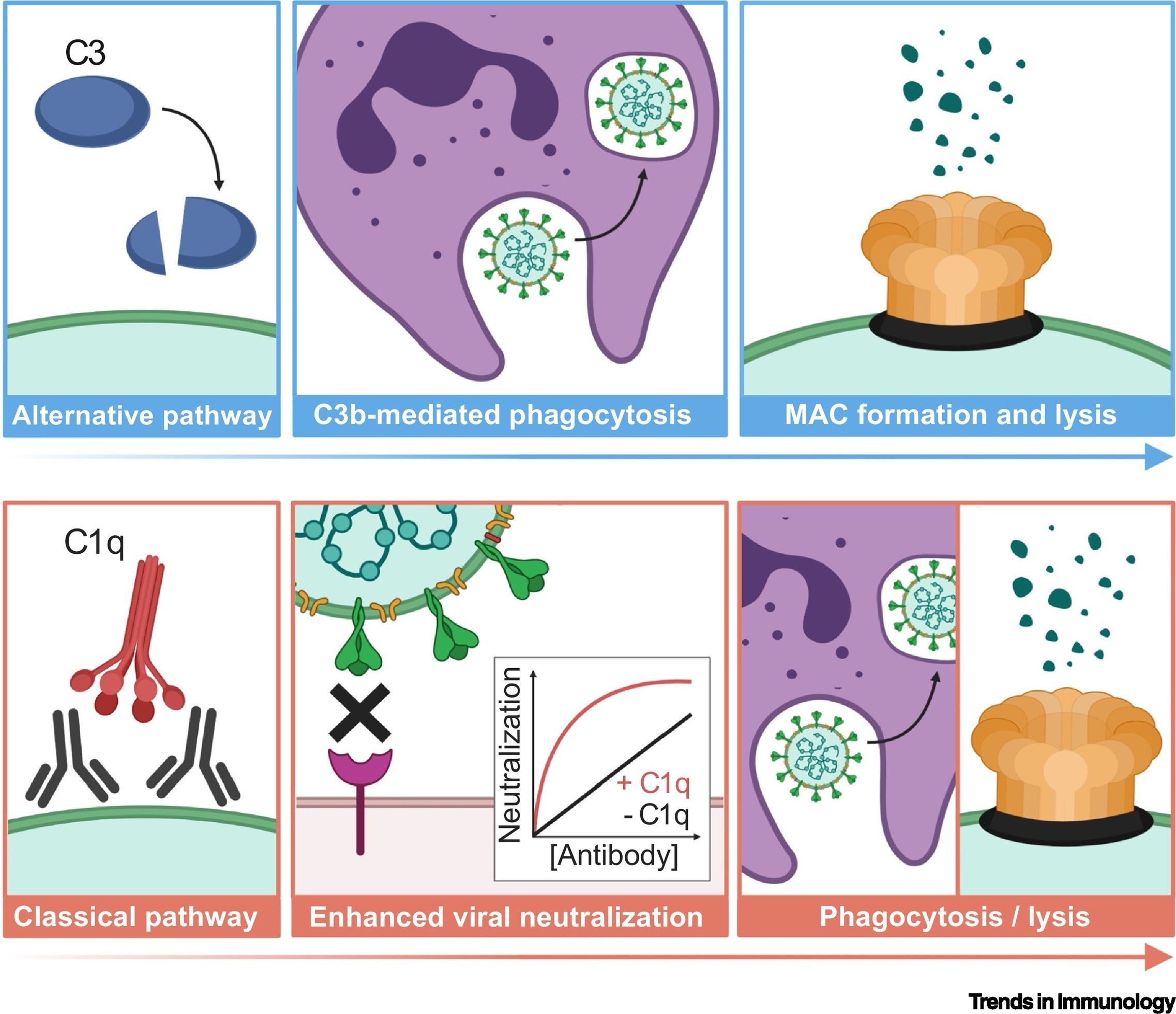 What’s the verdict on complement in COVID-19?