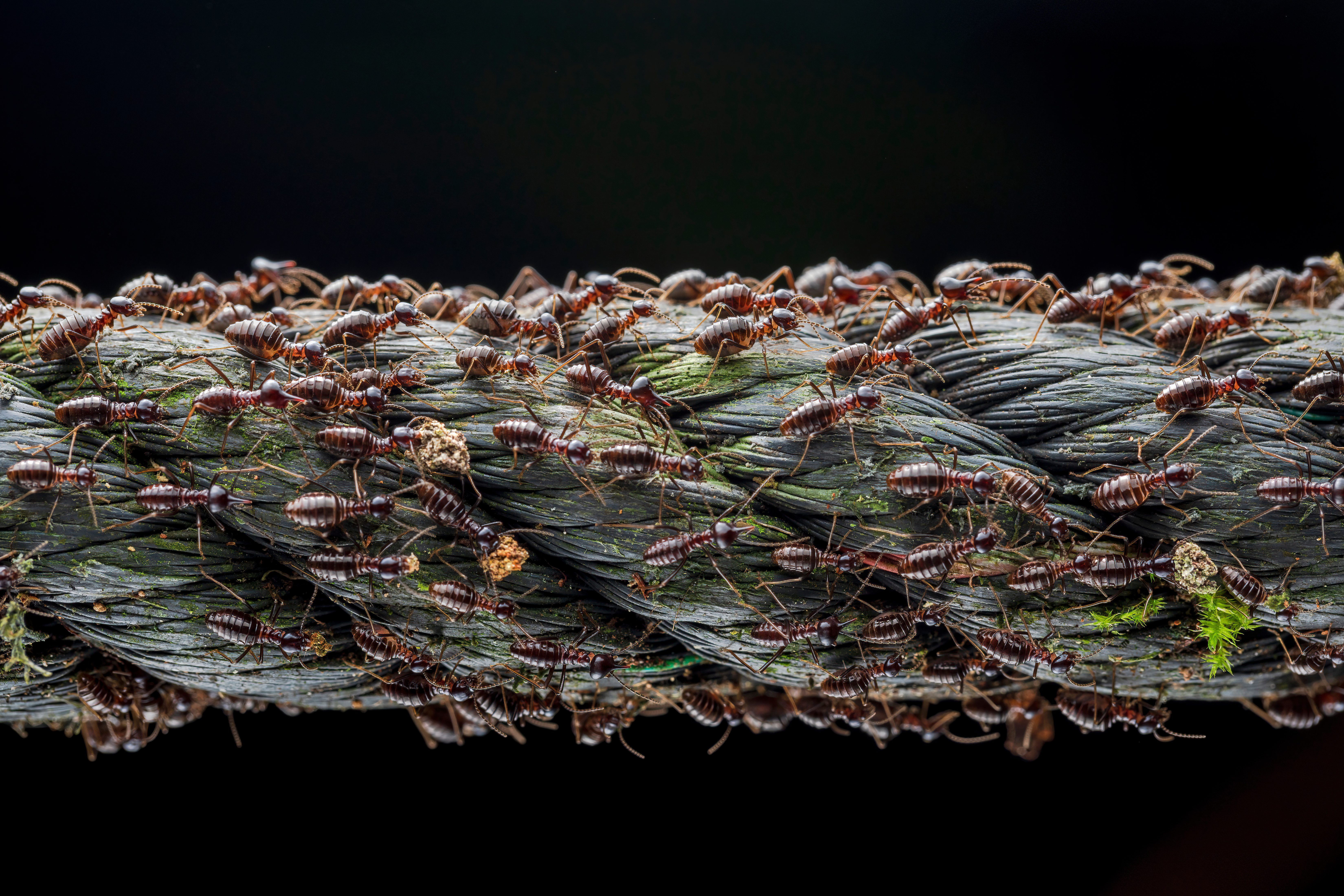 BMC Ecology and Evolution Image Competition 2022