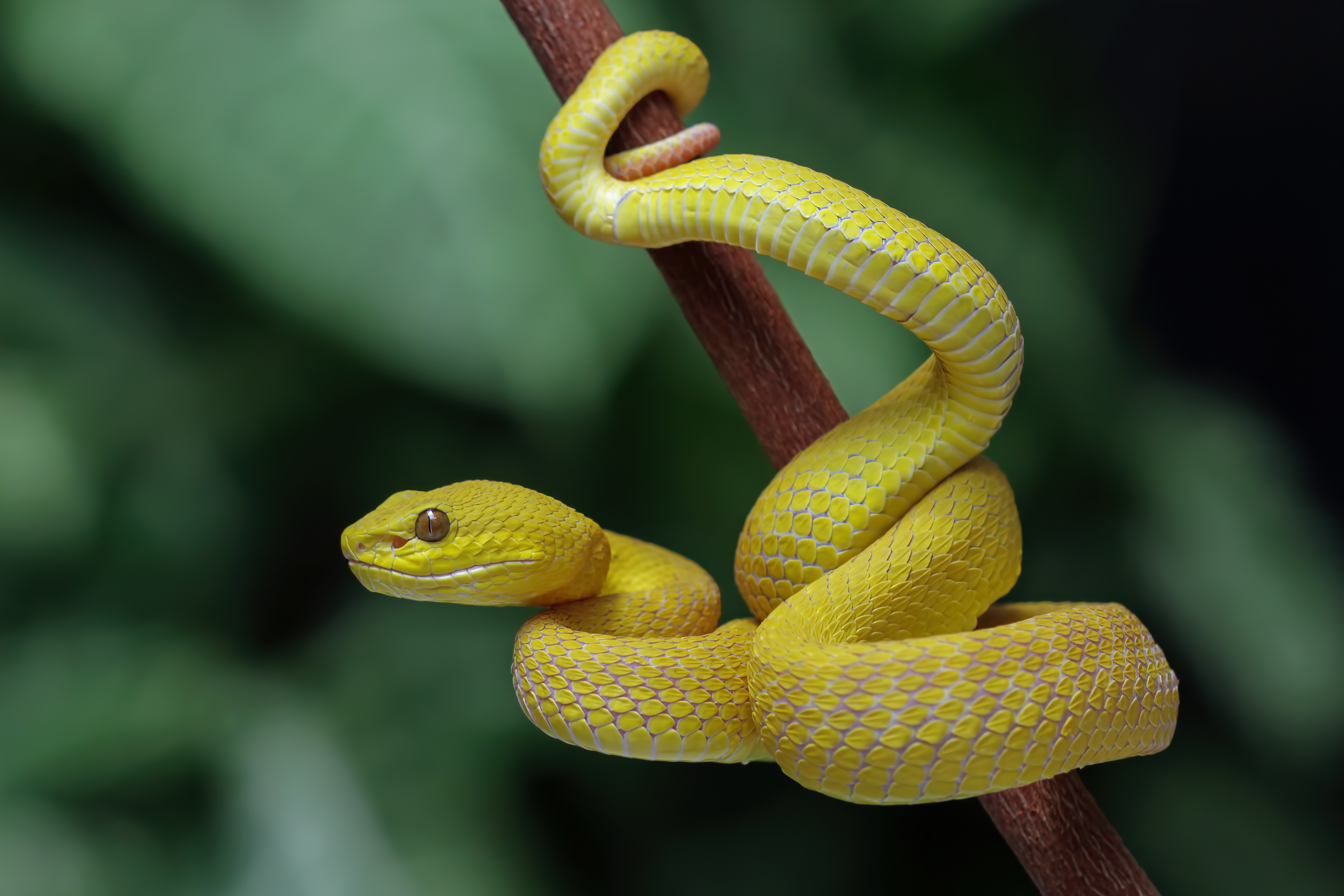 Call for papers: Recent Advances in Venom Toxicology