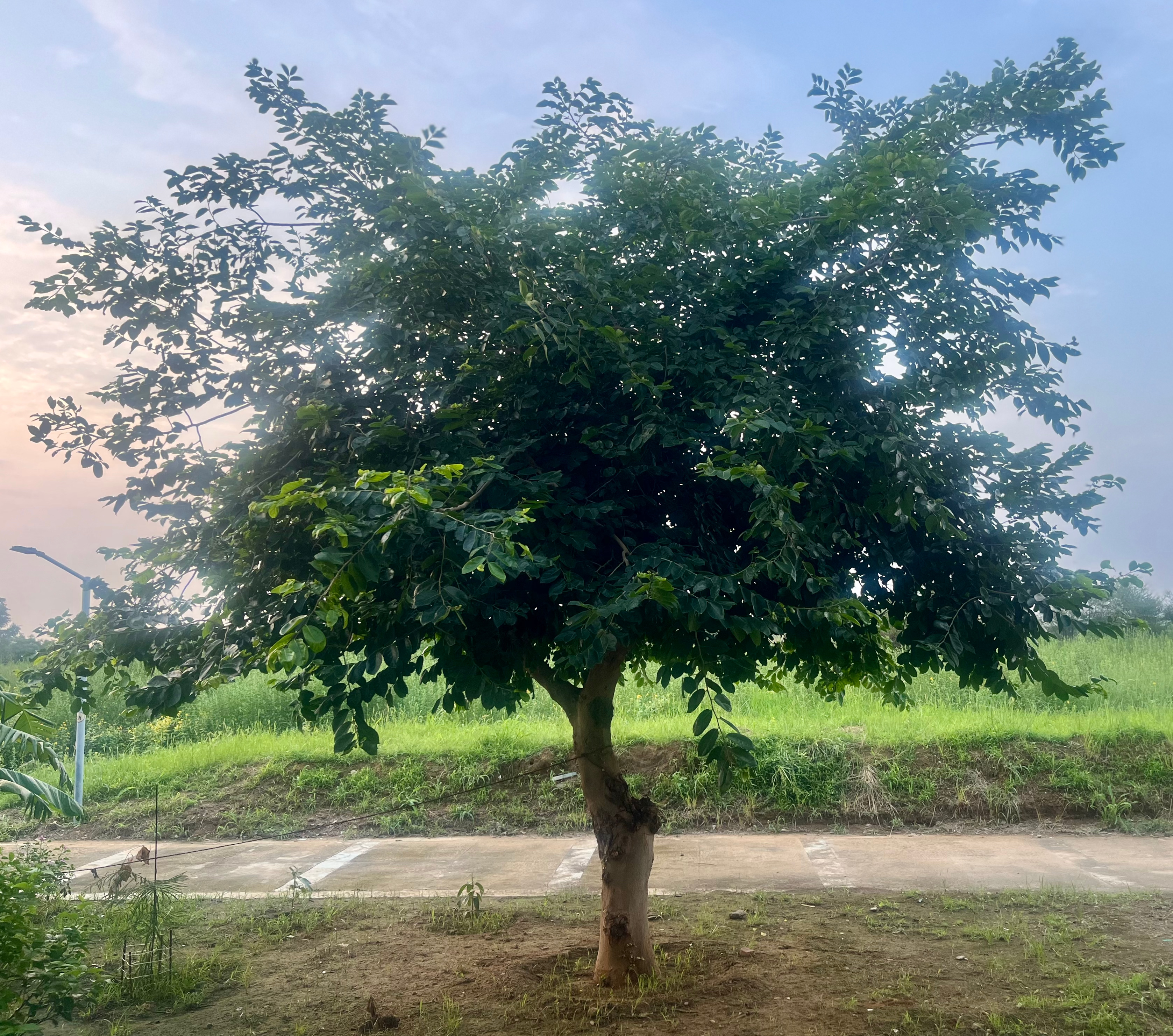 The vertical tree of journal rankings needs to grow more horizontal branches to stay truly rooted