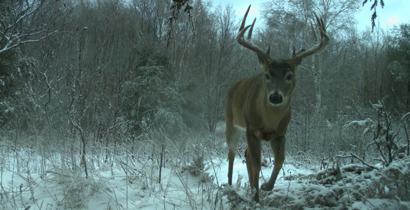 One Health, Wildlife Surveillance, and SARS-CoV-2