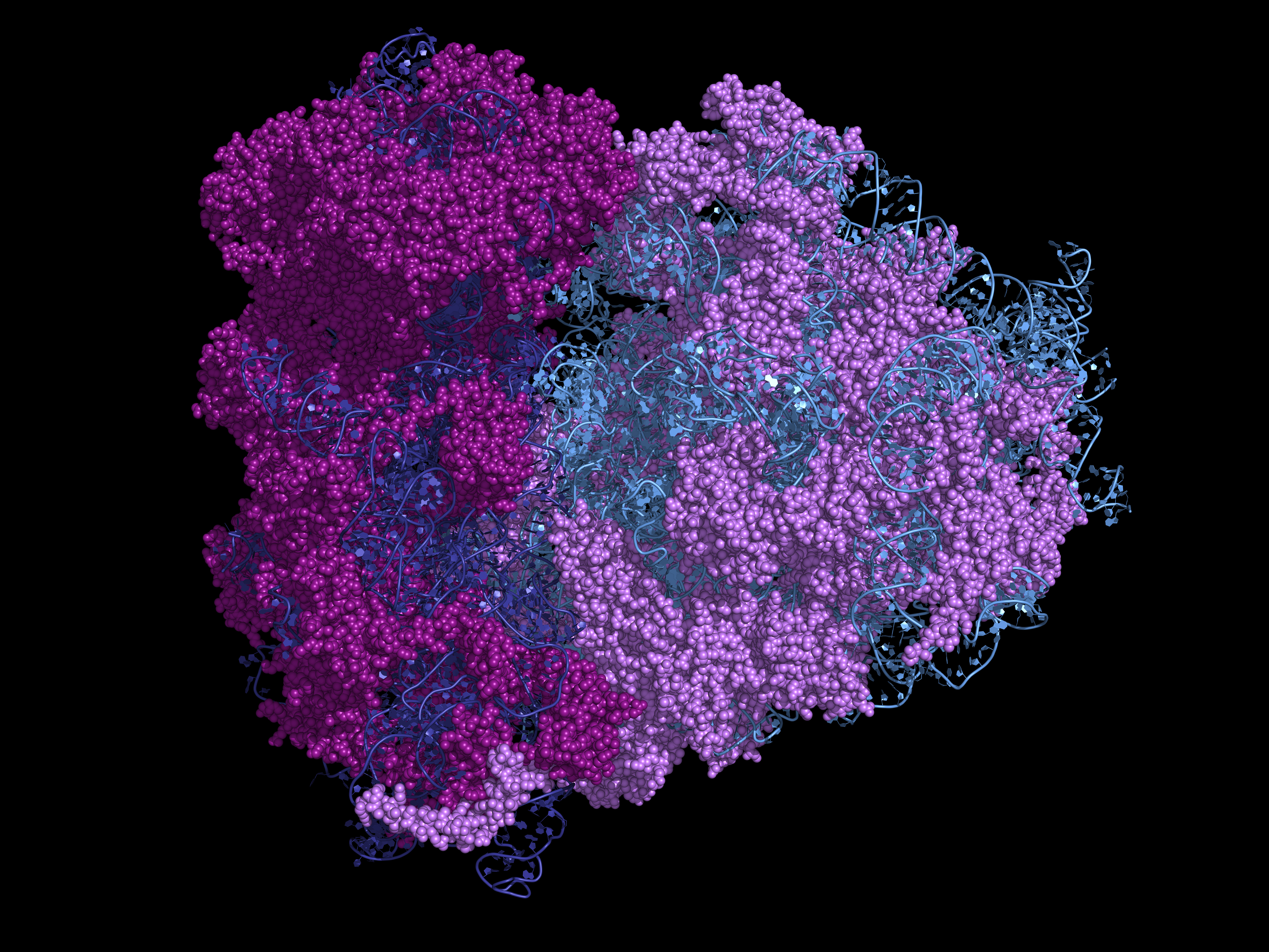 Cellular Architecture: the Secret to cheap Ribosomes