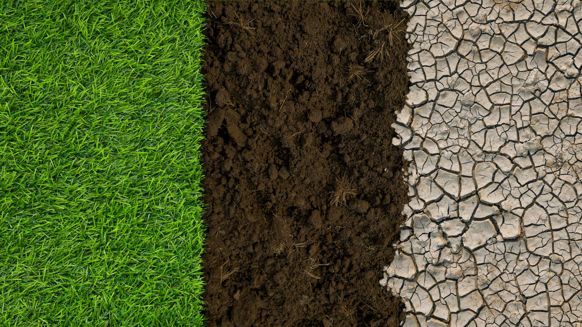 Call for papers: Soil microbiomes and carbon sequestration under global change