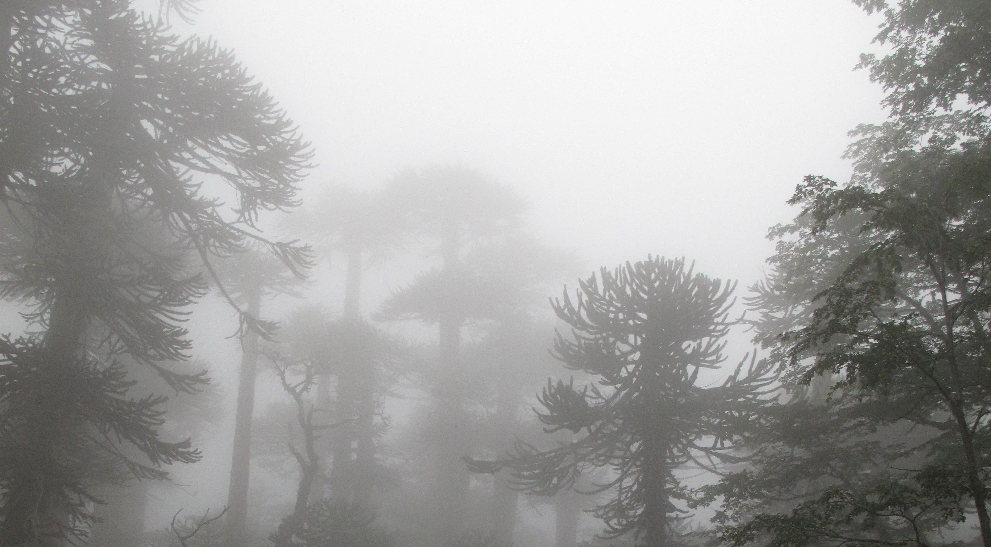 The relative roles of bounded and unbounded processes in conifer diversification