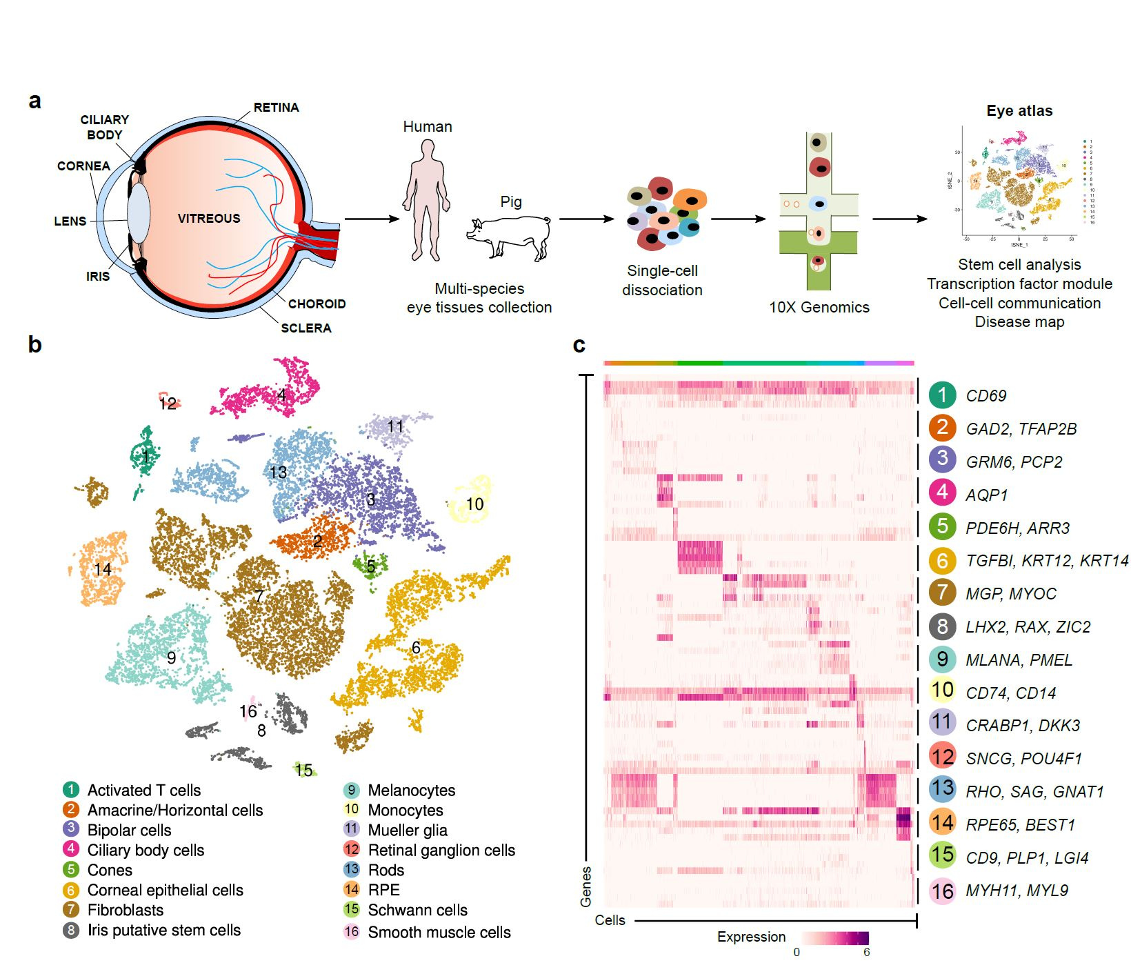 Single cell transcriptome analysis of eye in multi-species.