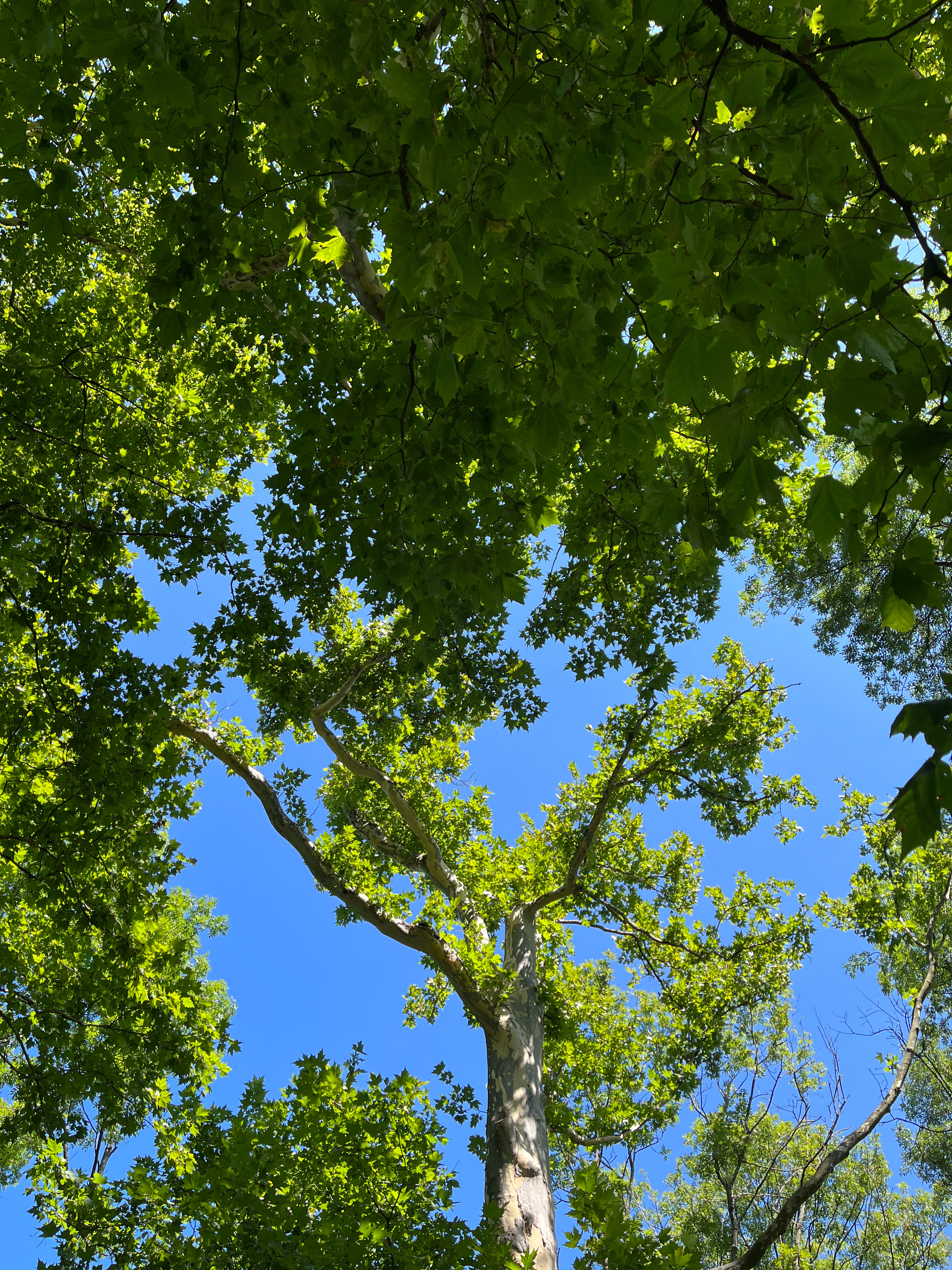 How Nitrogen Limitation Shapes Climate and Carbon Cycle Futures