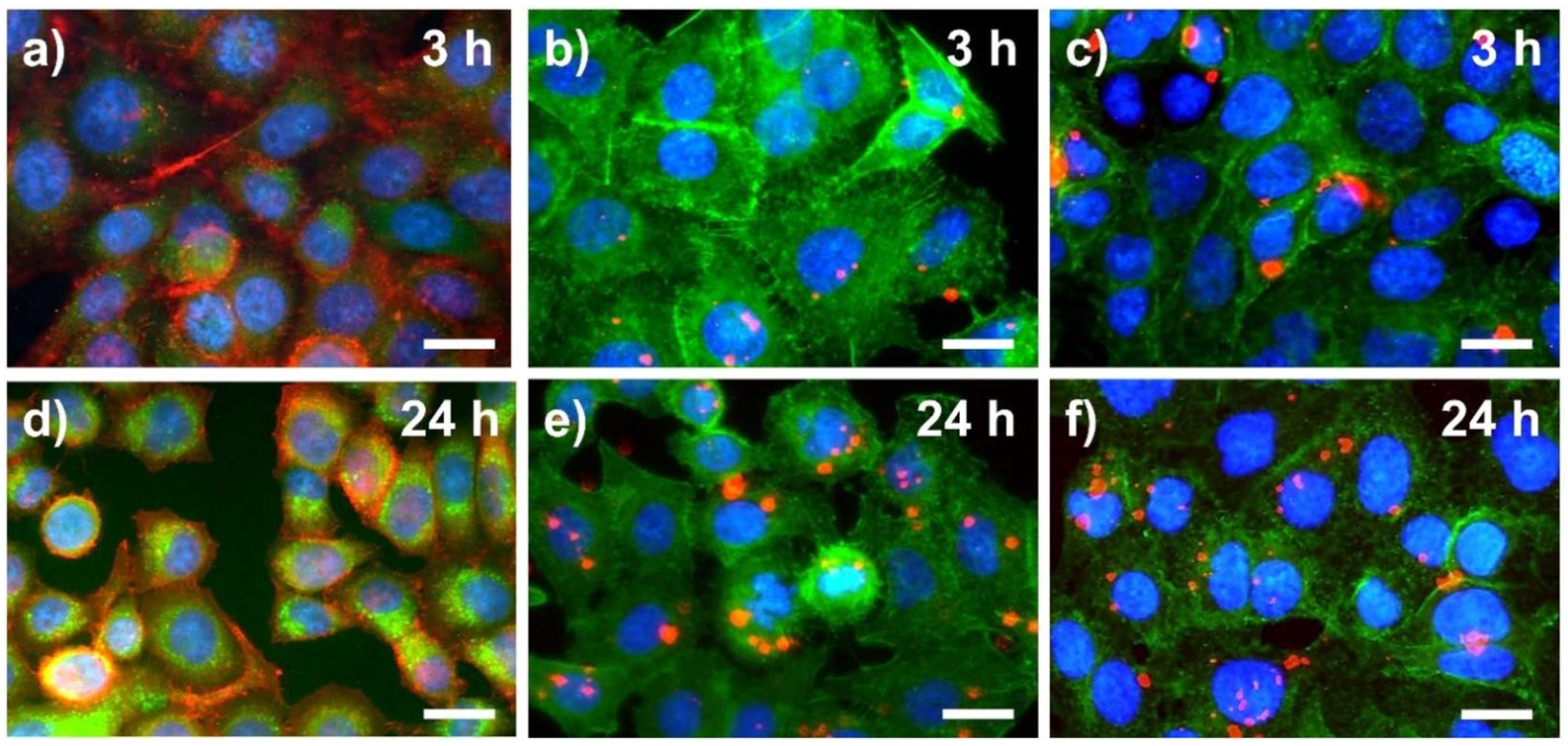 Dual color pH probes made from silica and polystyrene nanoparticles and their performance in cell studies