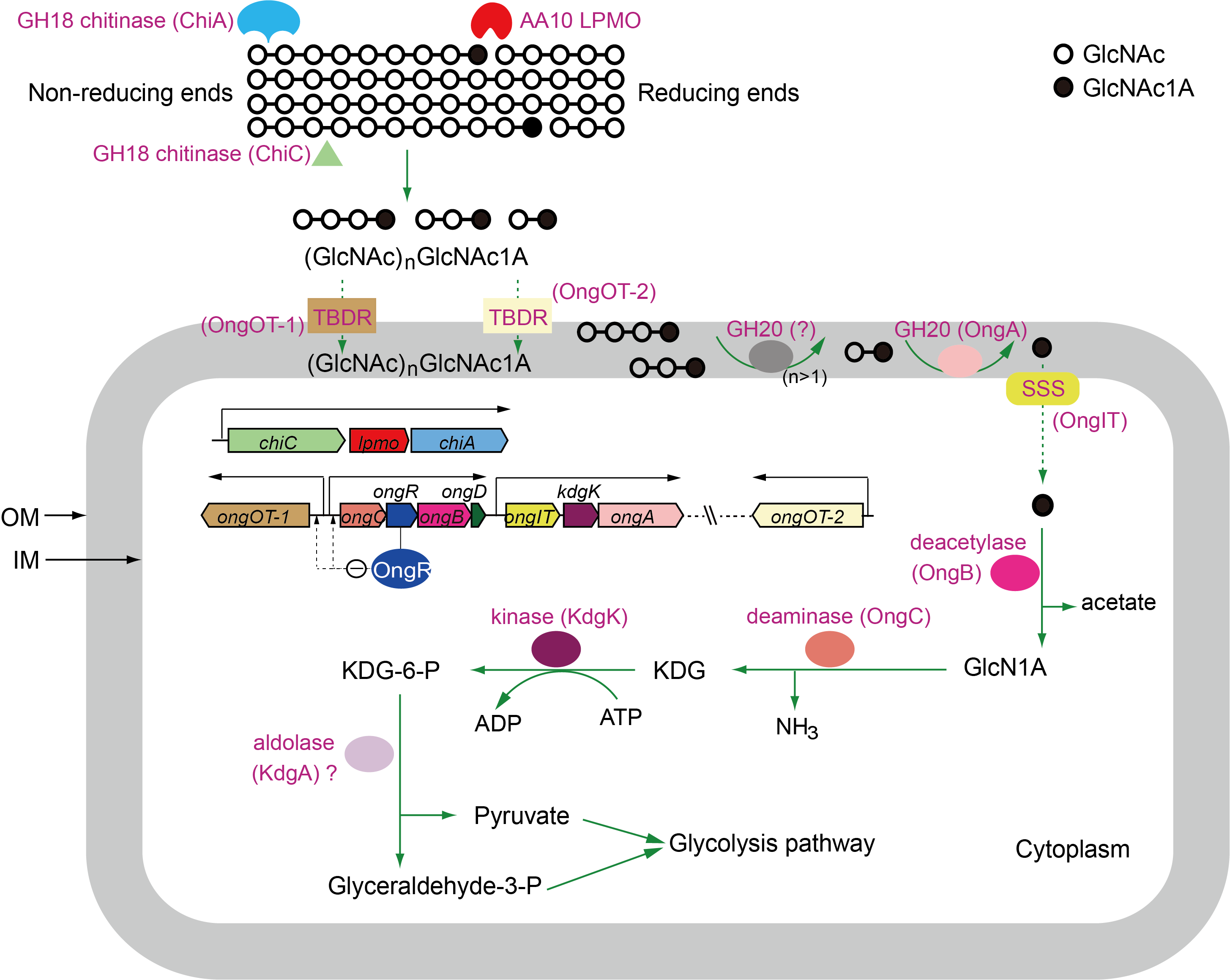 A pathway for chitin oxidation in marine bacteria