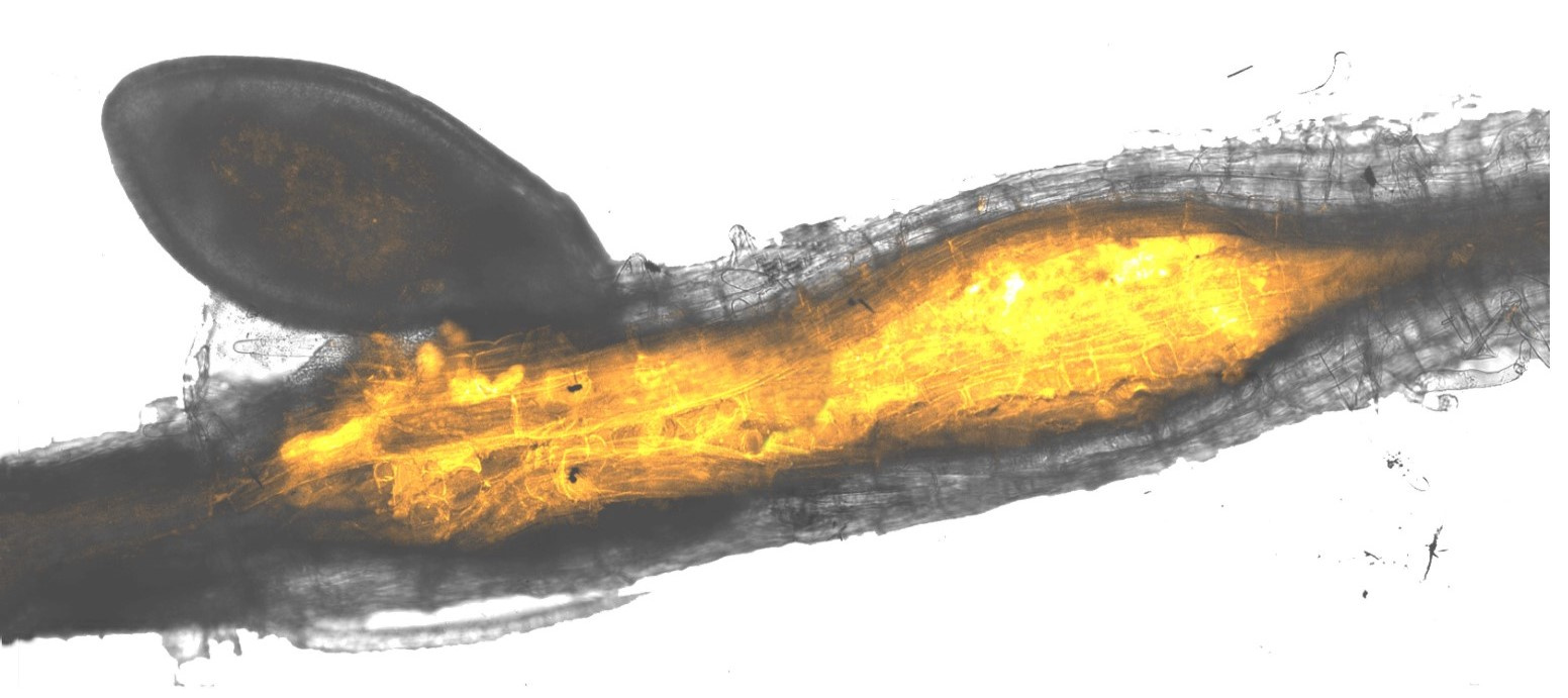 Controlling plant pathogens with CRISPR.