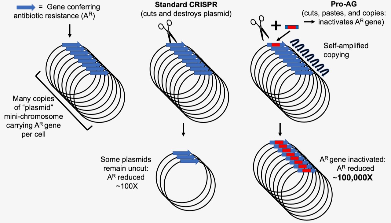 CRISPR-based gene-drives: from eukaryotes to prokaryotes