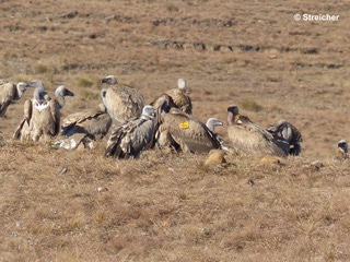 First genetic diversity base line estimates for the endangered Cape Vulture