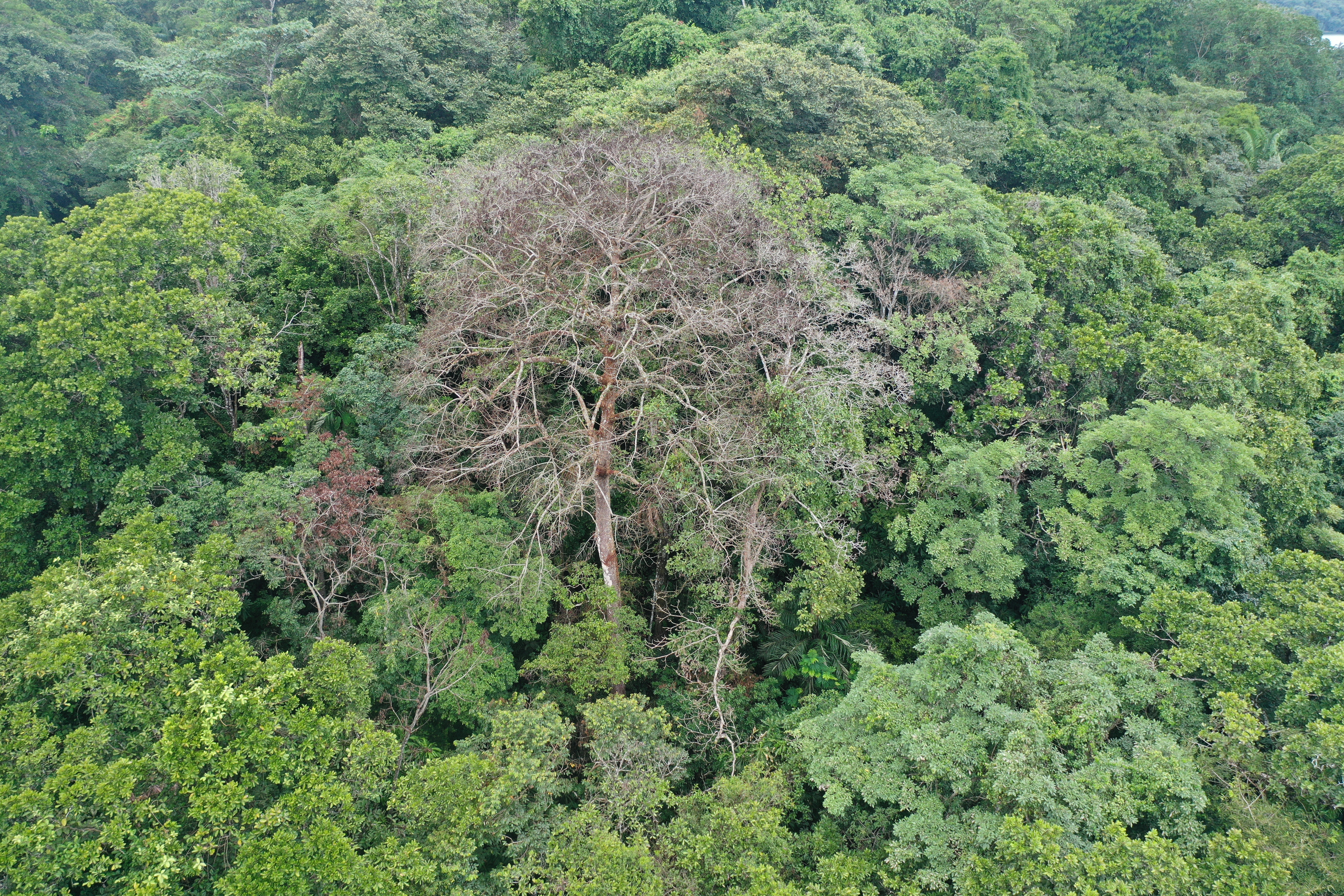 What kills the largest trees in tropical forests?