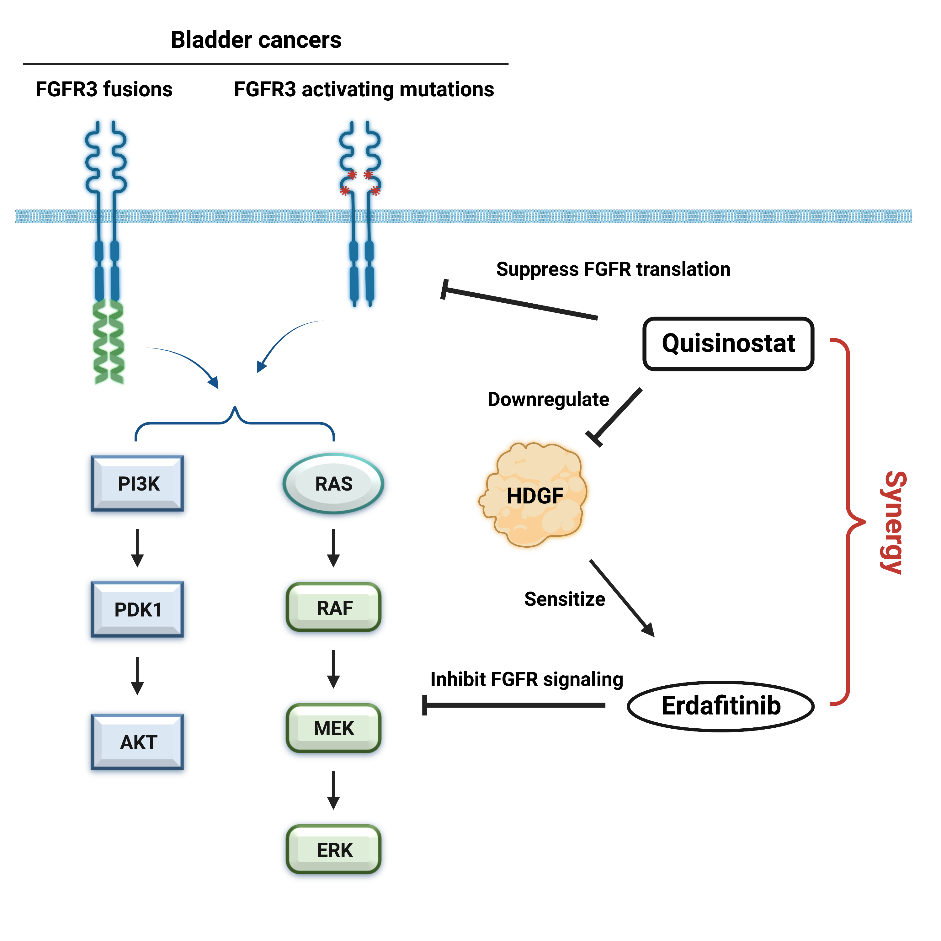 One more powerful weapon to fight bladder cancer in our anti-cancer arsenal: a promising synergistic combination of FGFR and HDAC targeted therapy