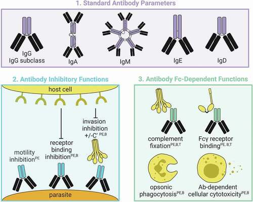 Profiling immune functions to advance malaria vaccines