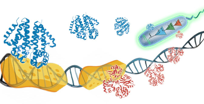 DNA sponge as a versatile tool to fine tune gene circuits
