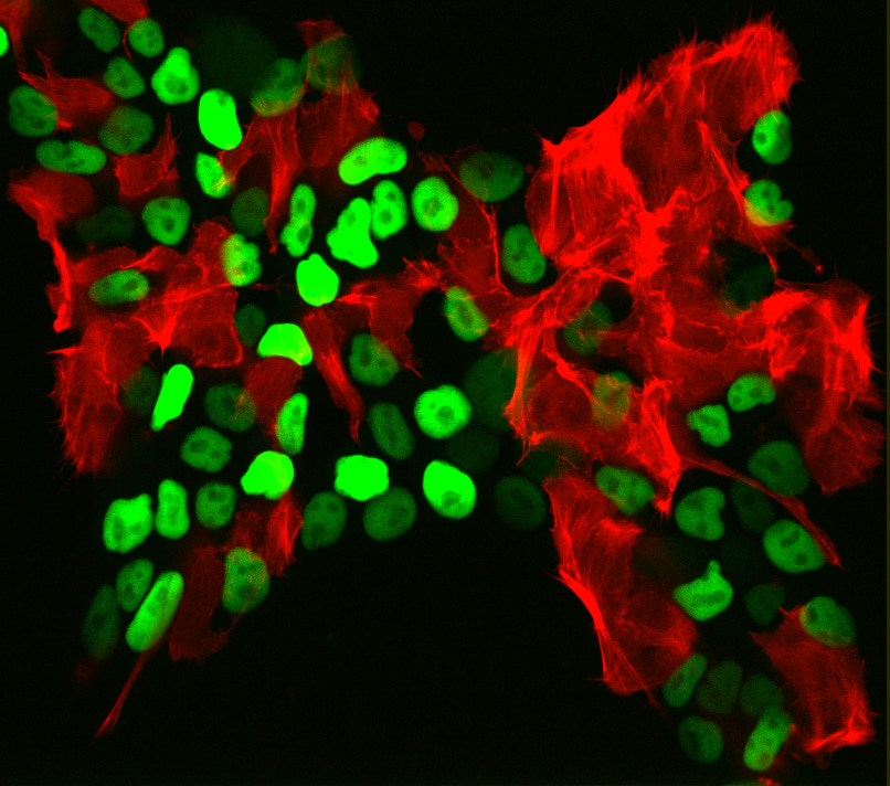 Targeting large DNA sequences in human pluripotent stem cells