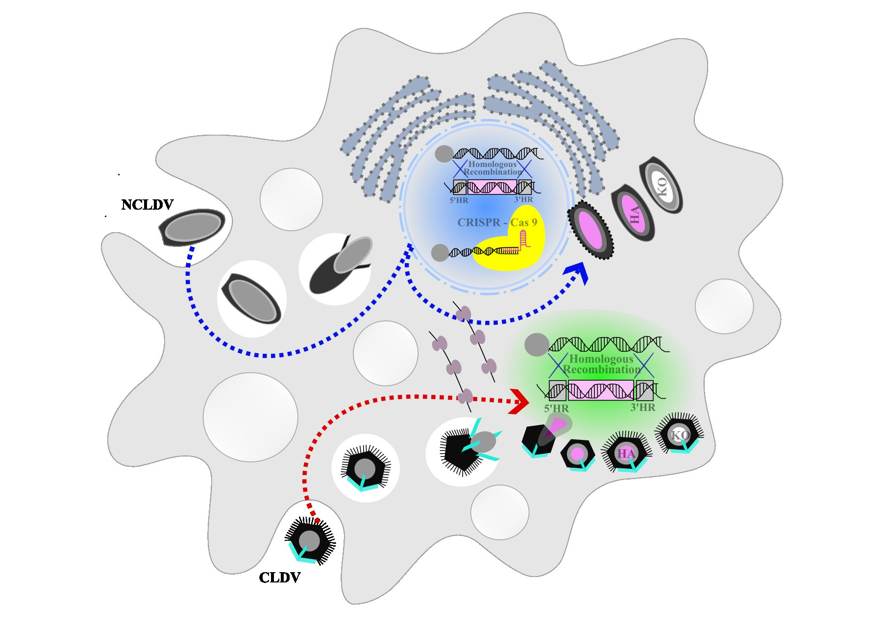 Genetic manipulation of giant viruses and their host, Acanthamoeba castellanii.