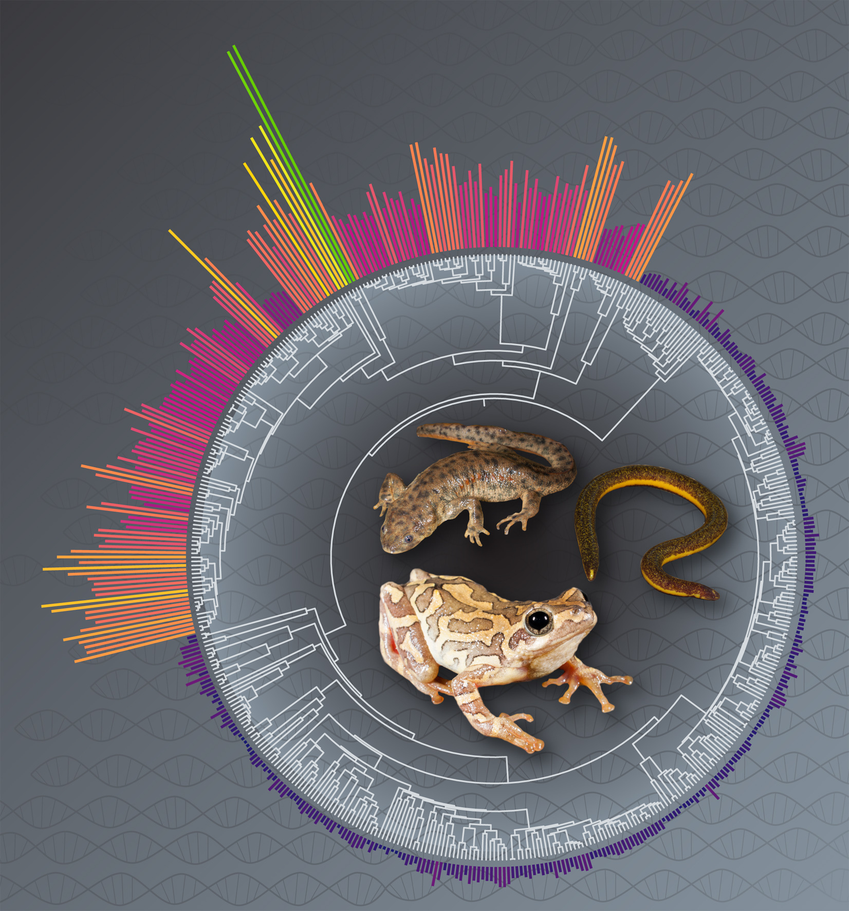 Genomes great and small
