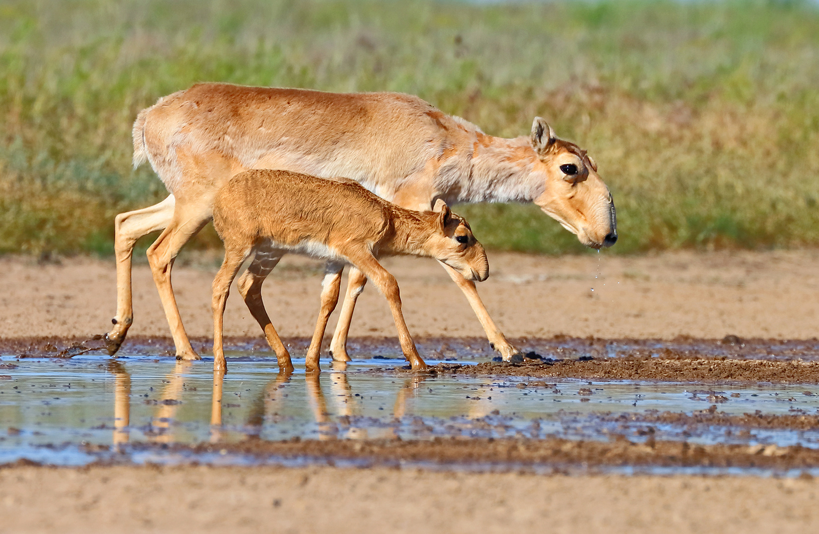 Lateralized perception of mother in infants of various mammals