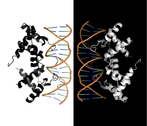 Transcription factors for hire: How bacteria and their viruses repress CRISPR-Cas immunity